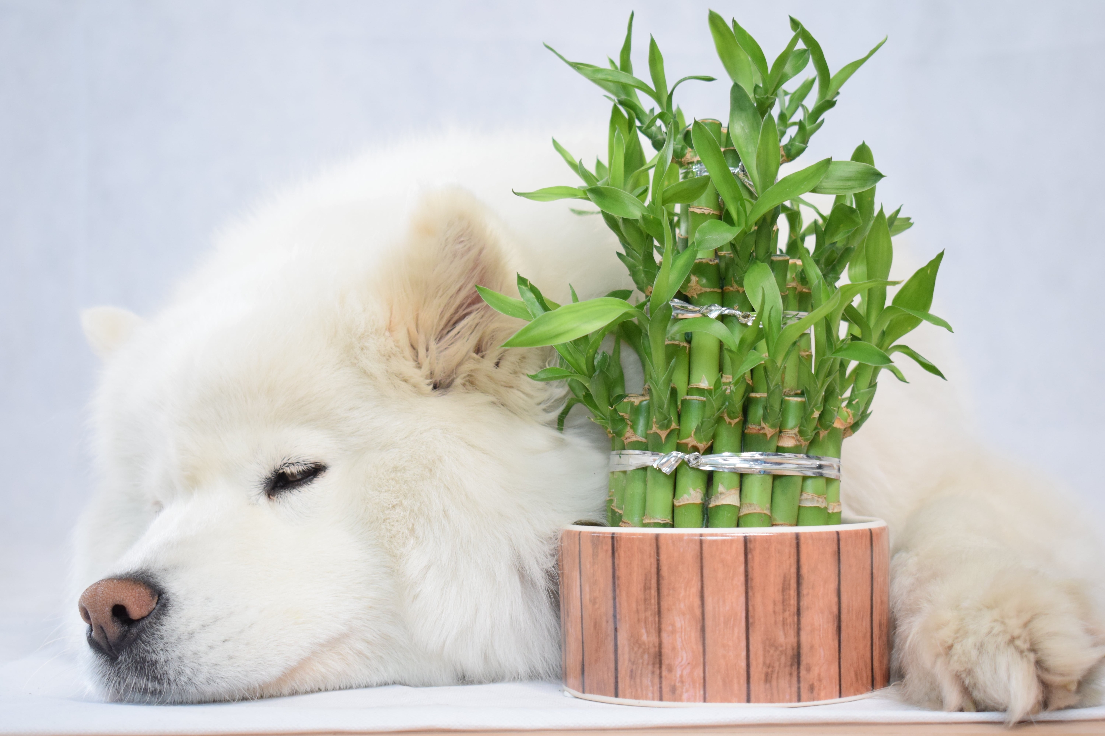 Pet friendly and easy care, bamboo is an ideal pet friendly plant