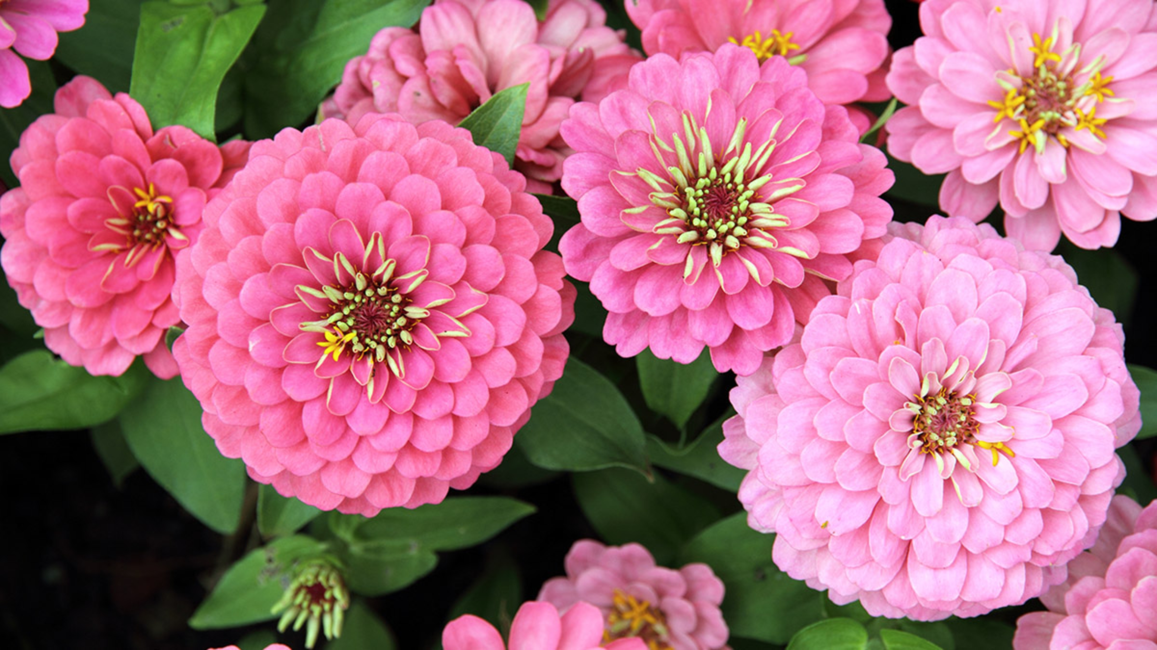 flower meanings zinnia