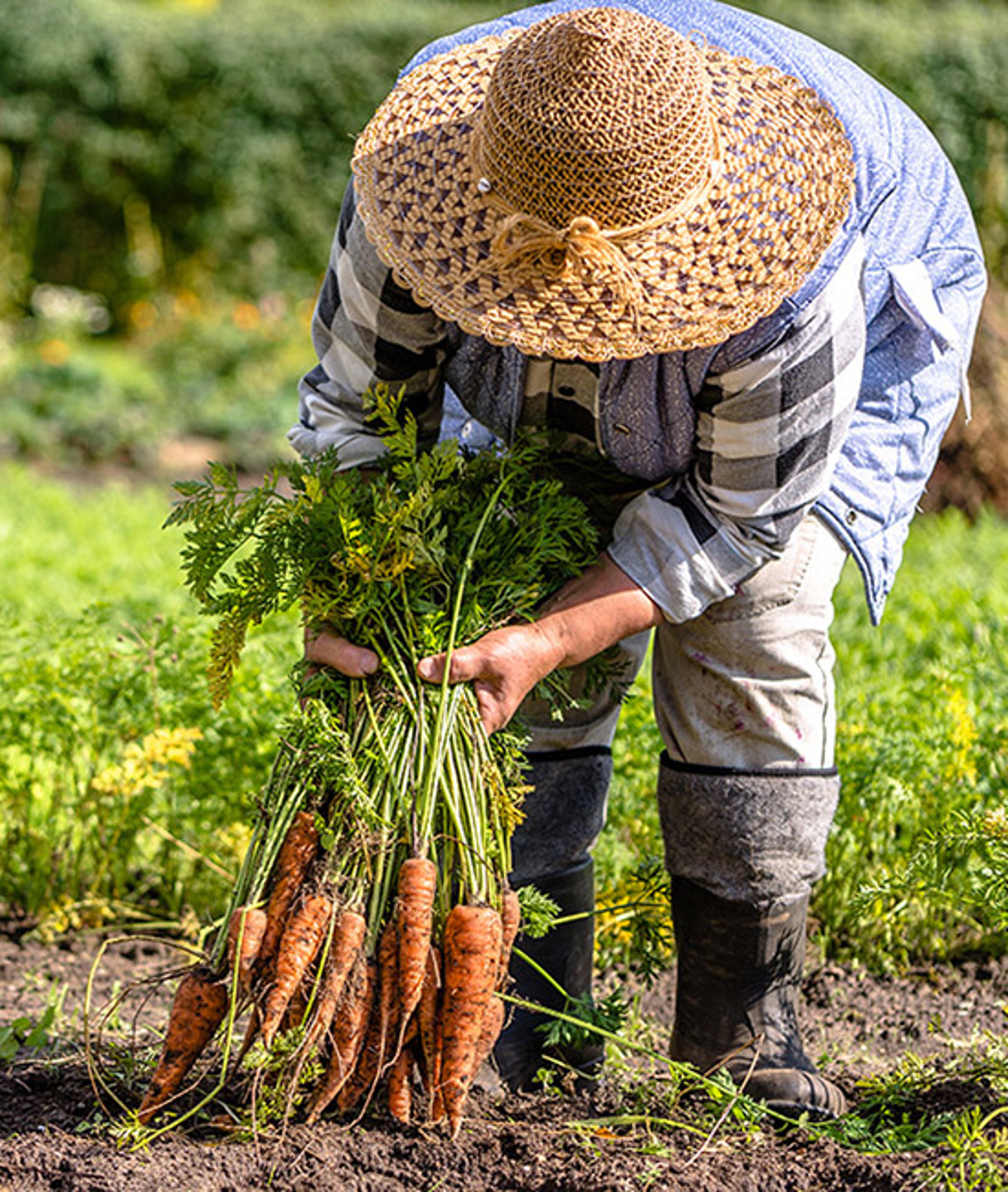 history of carrots woman harvesting carrots