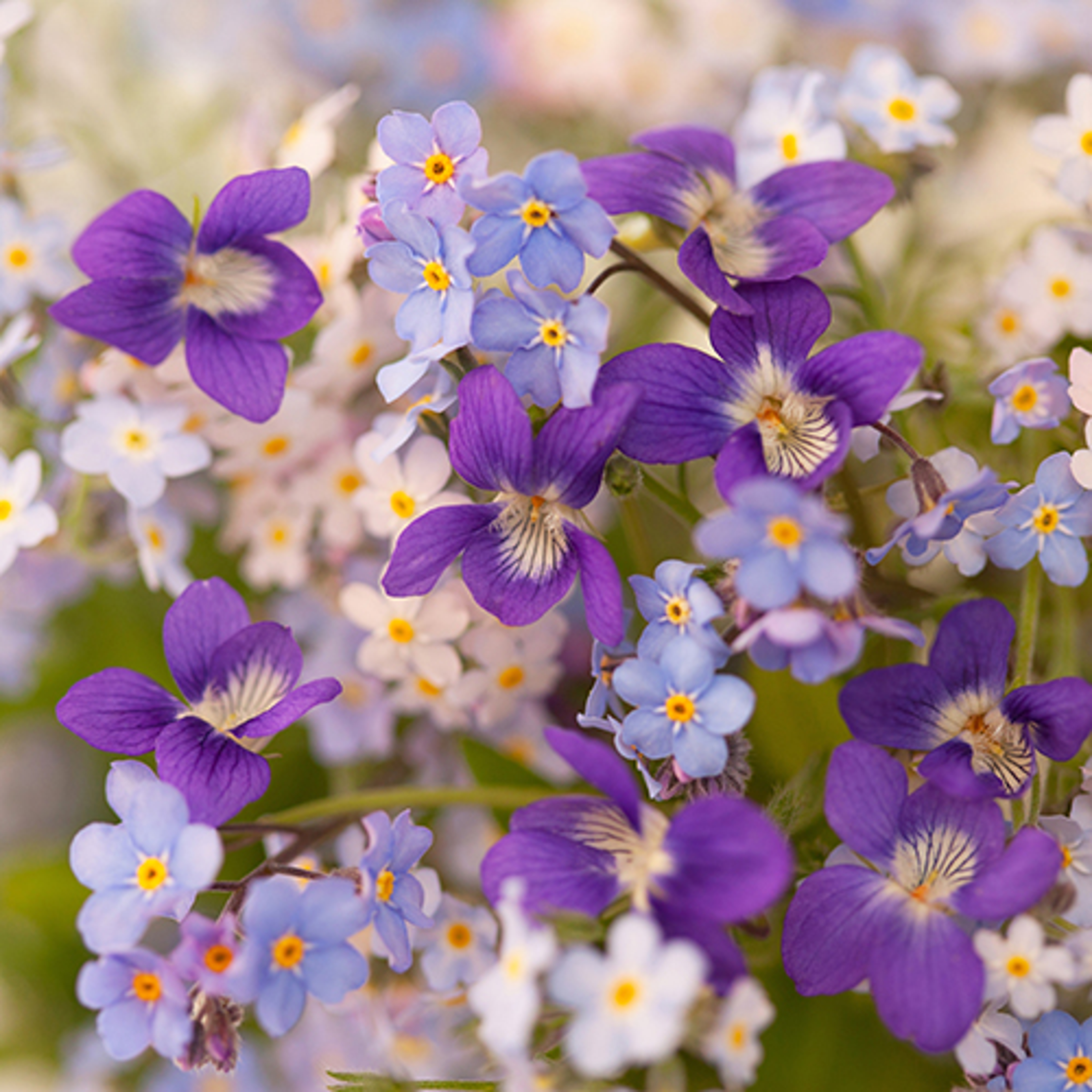 birth flowers violets