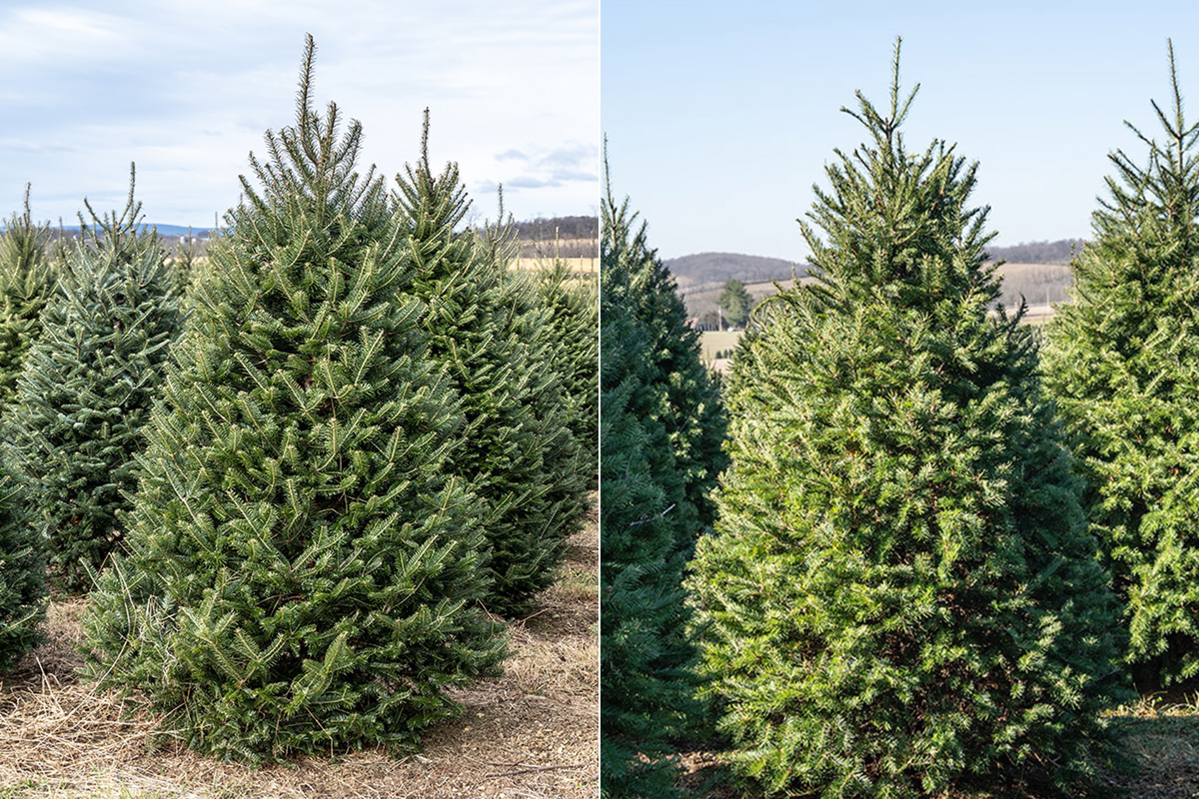 types of christmas trees fraser fir noble fir