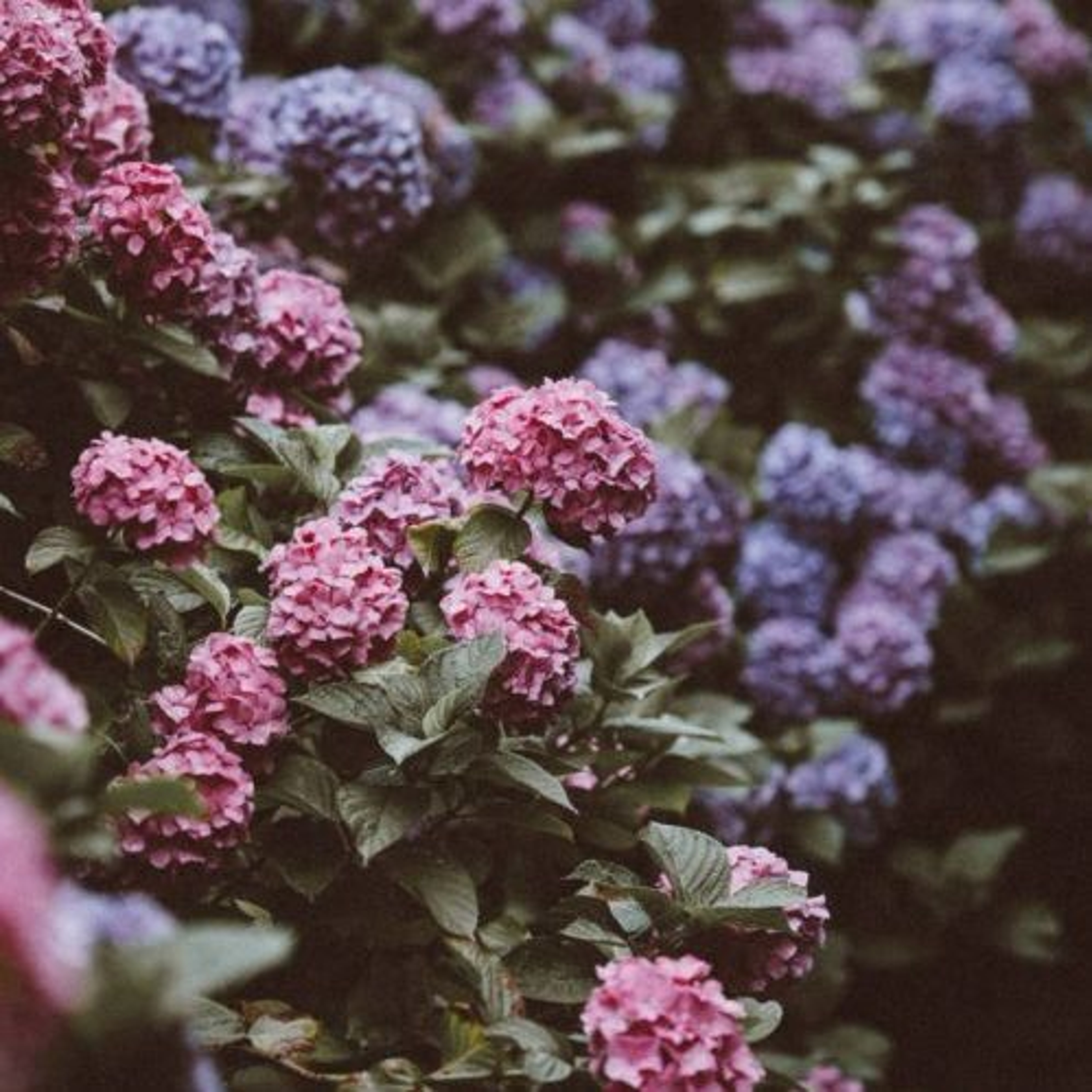 hydrangeas