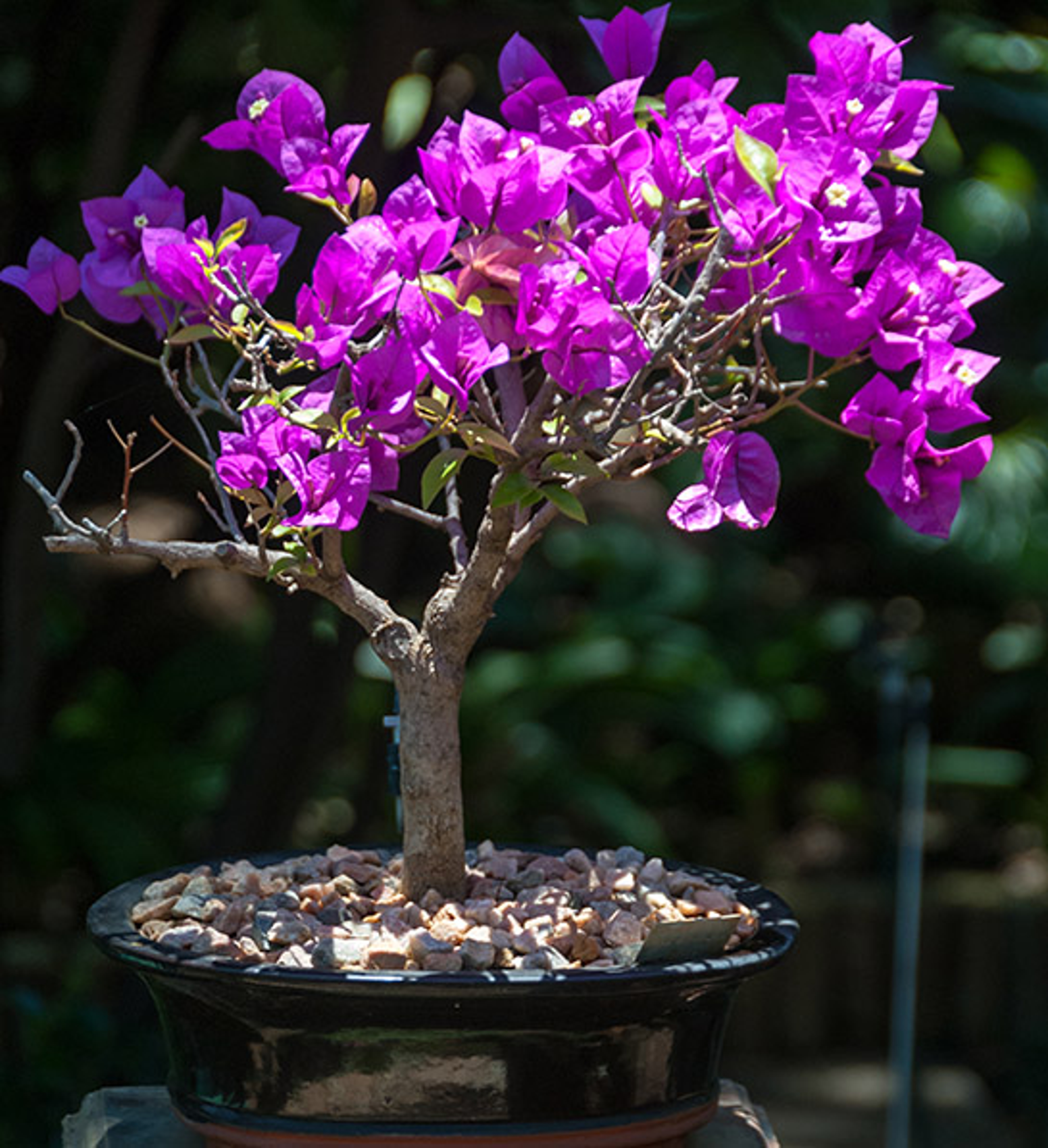 types of bonsai trees Bougainvillea bonsai