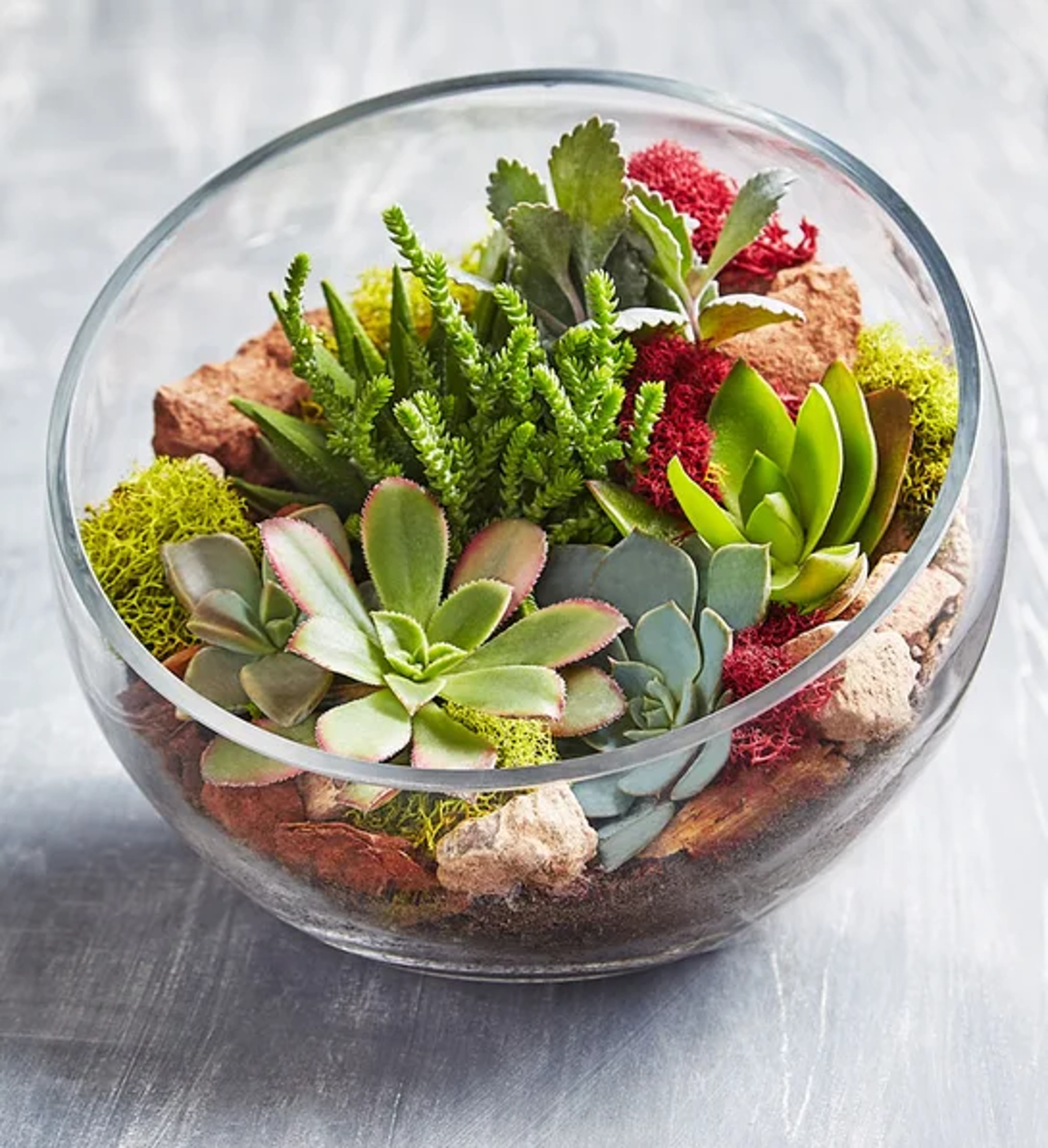 holiday gift guide Glass Succulent Terrarium