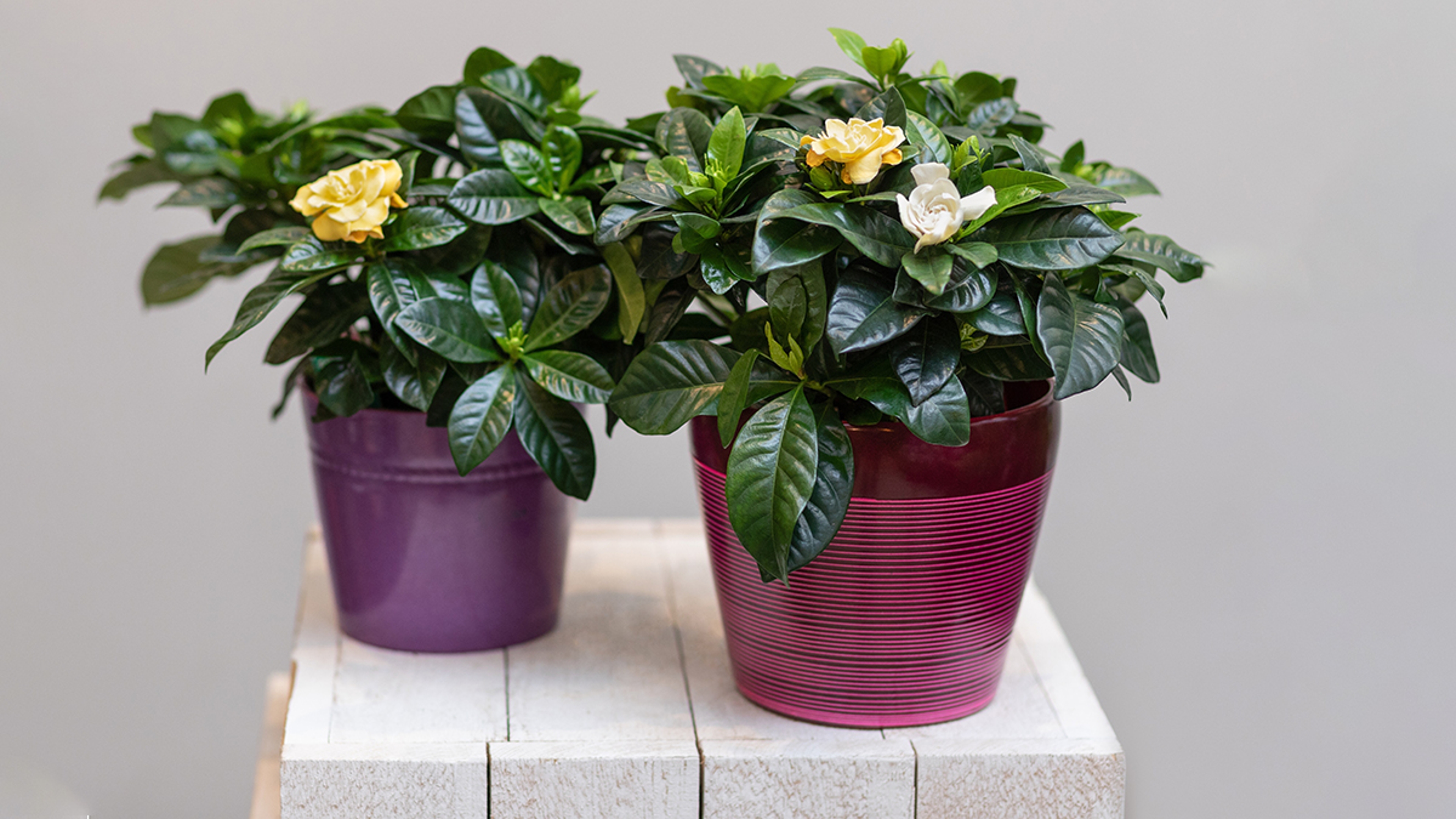 Two Beautiful Gardenia plant with flower