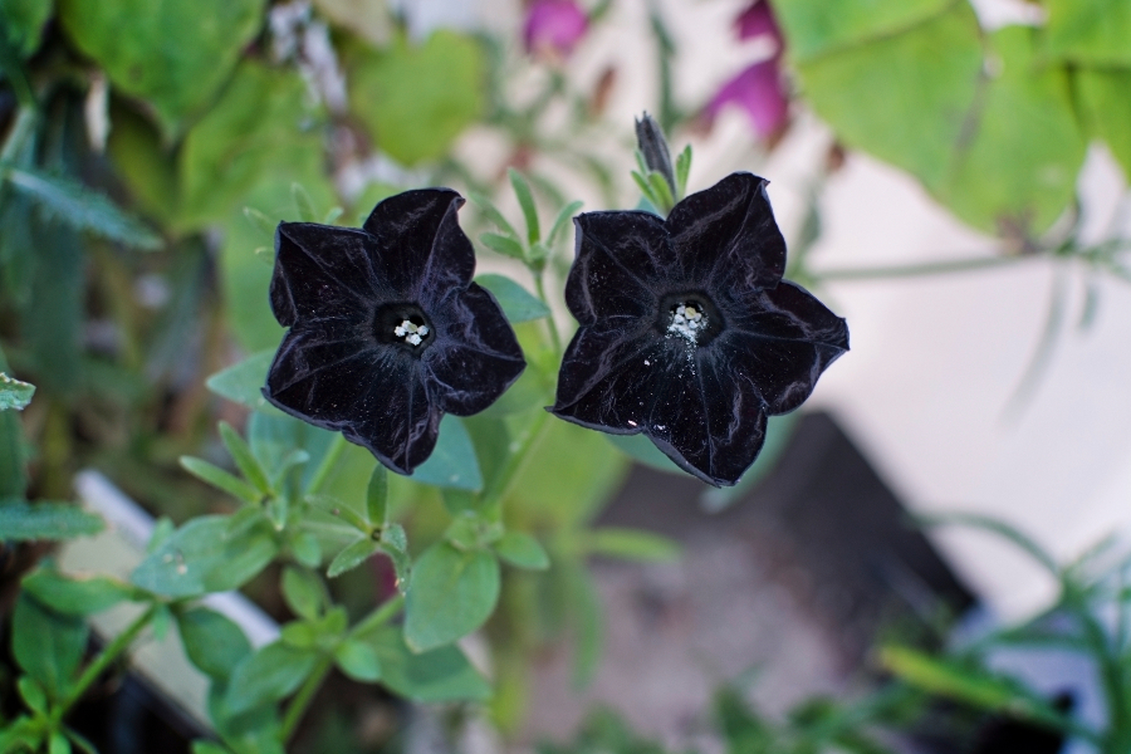 Article Cards Featured Image Black petunia flowers closeup, Sweden in October.