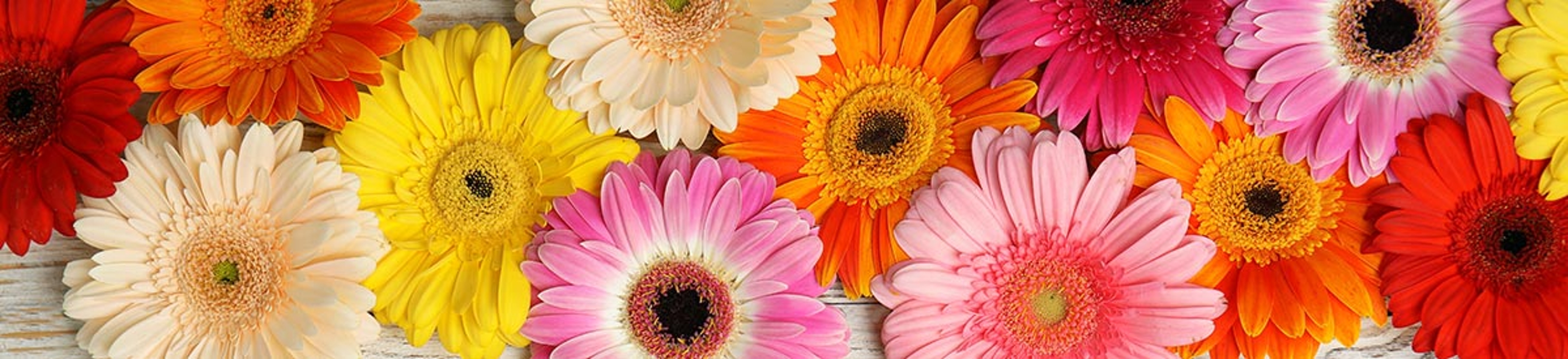 popular flower types gerbera revision two