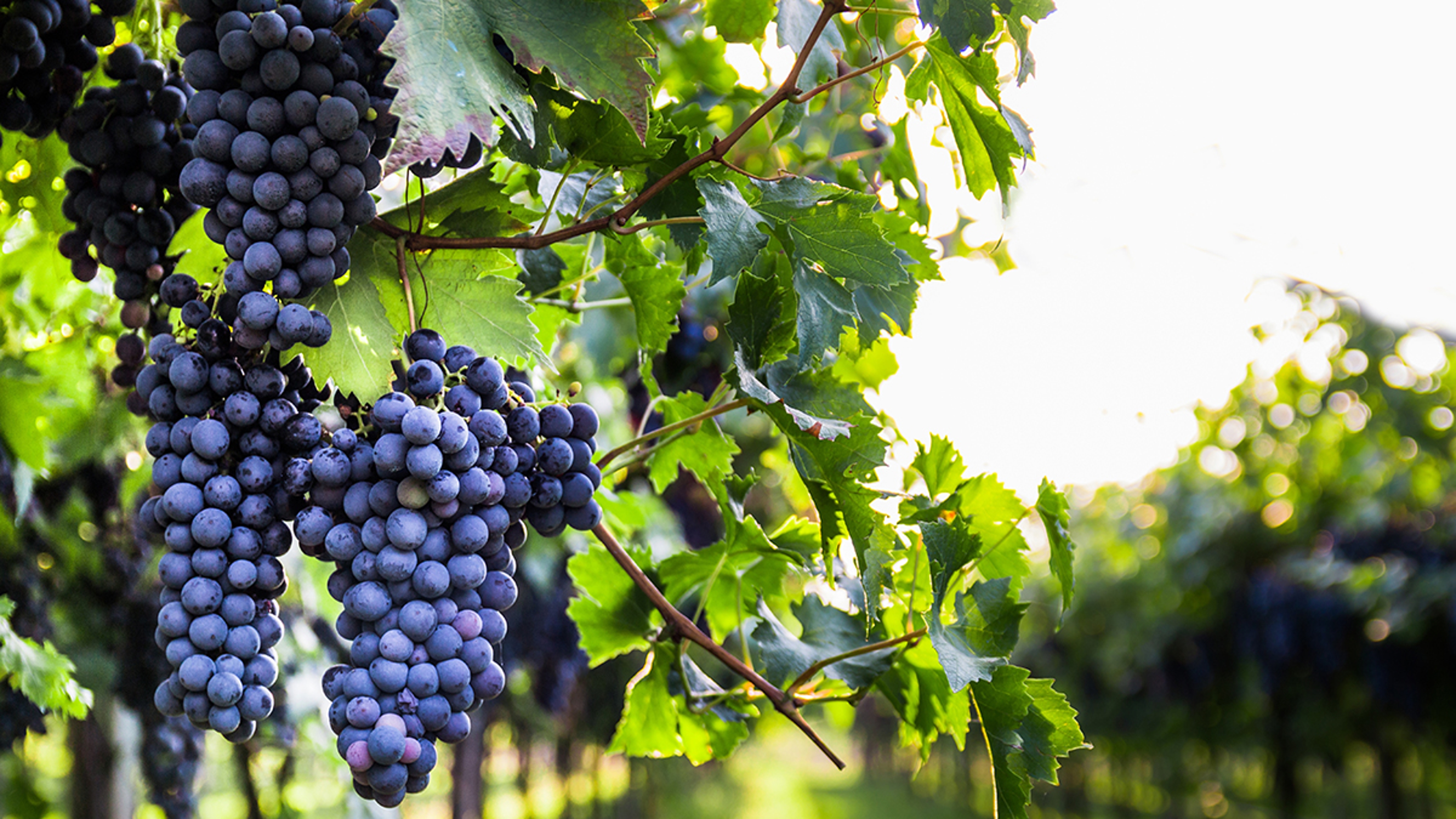 cabernet sauvignon hero