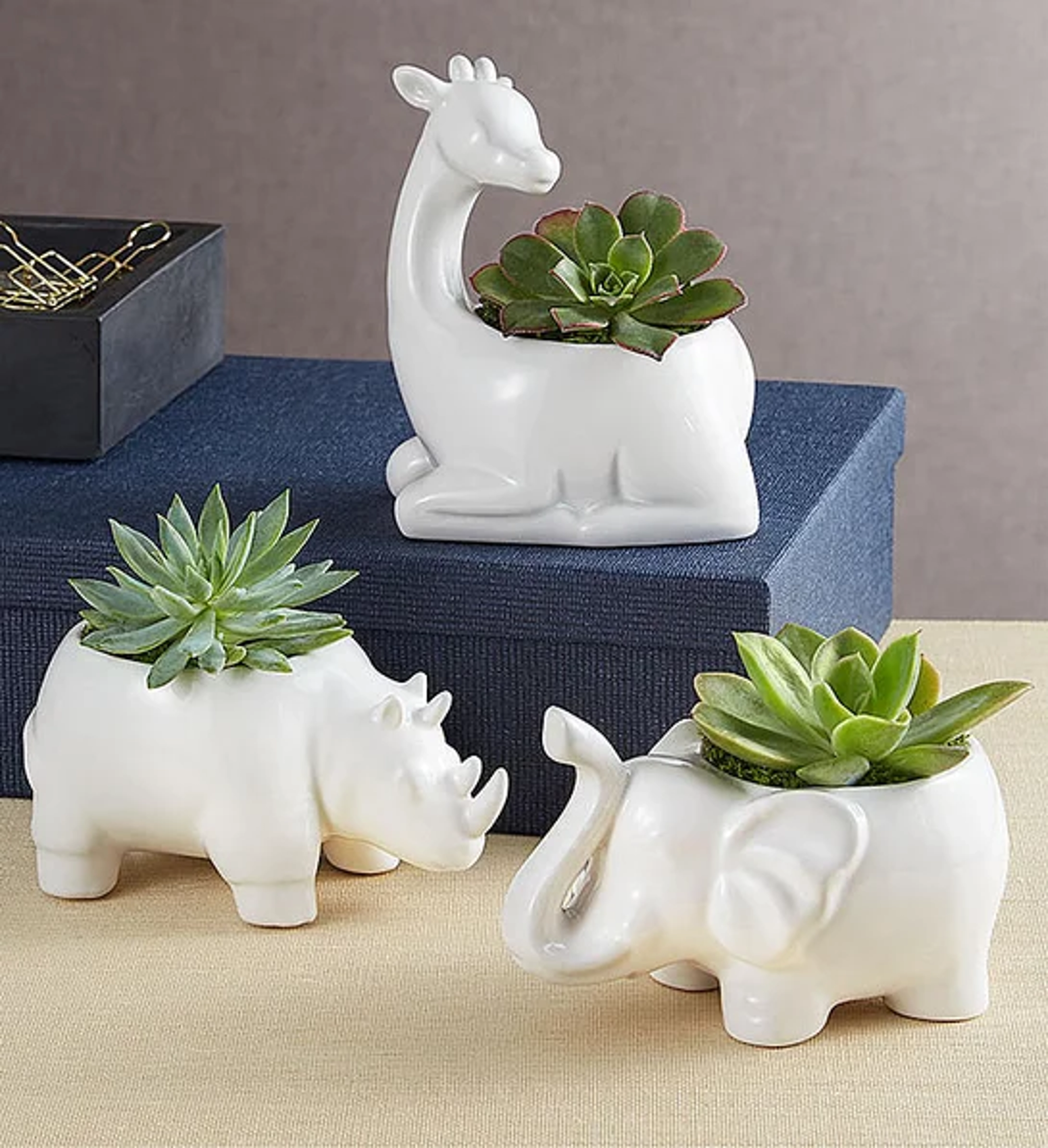 holiday gift guide Safari Animal Succulents