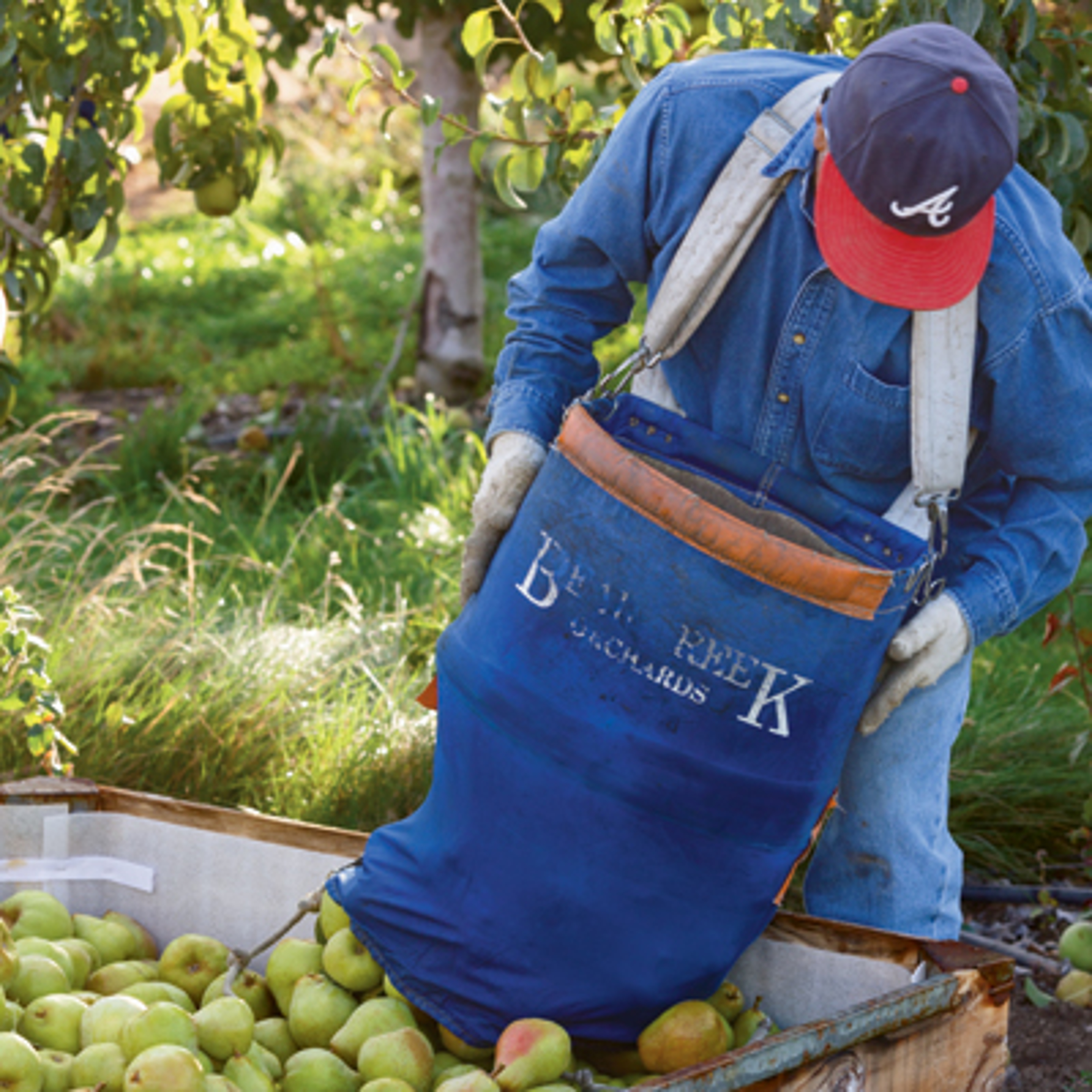 Pear picker for Harry & David helps with the harvest fruit delivery