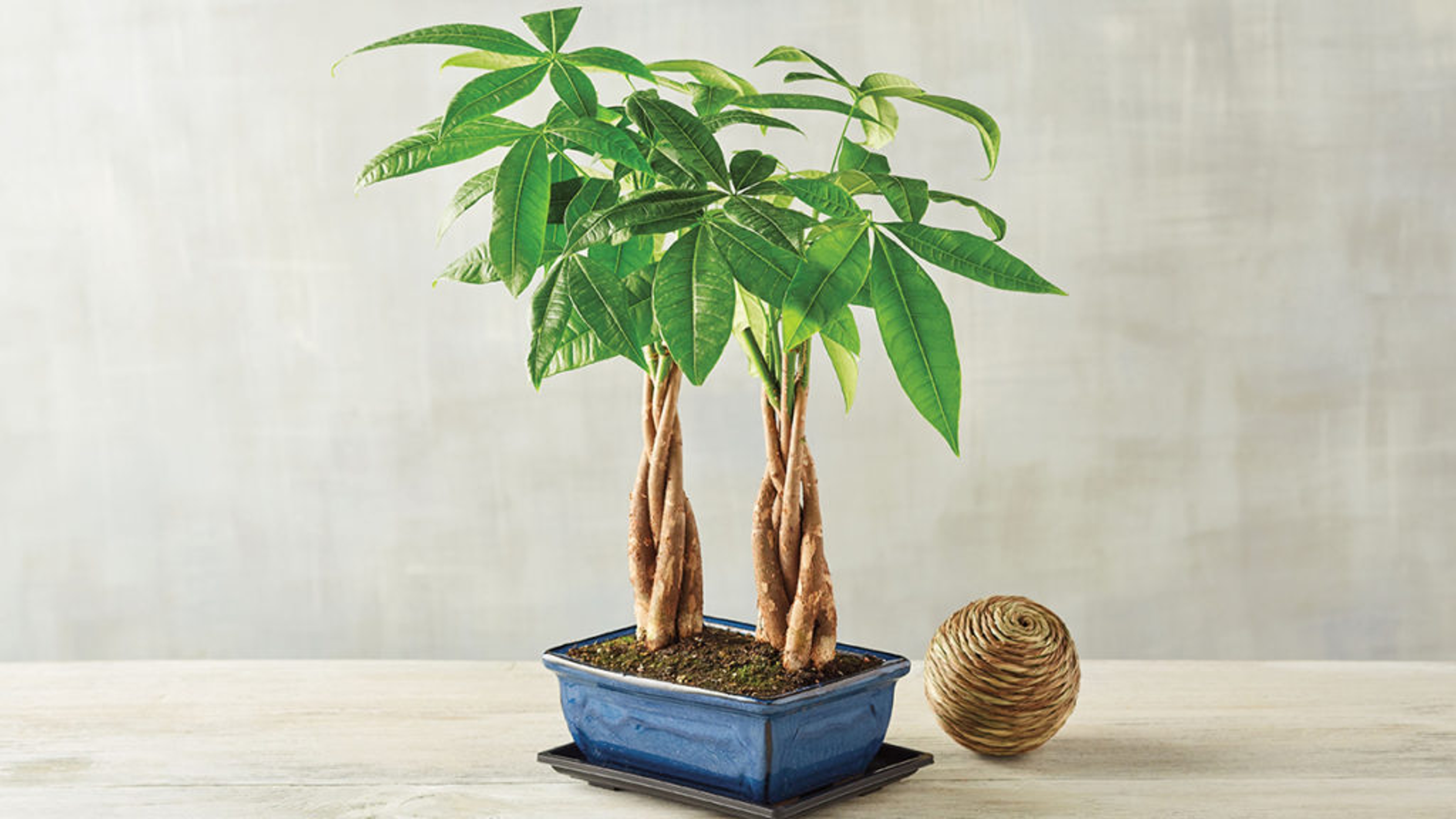 Money tree in a pot.