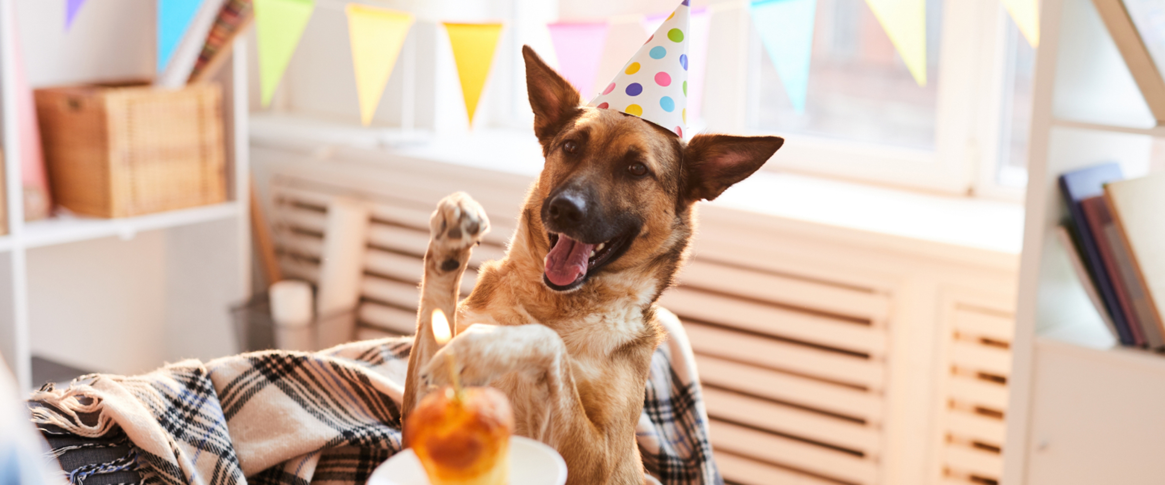 Article Cards Featured Image Dog Smiling Party Hat