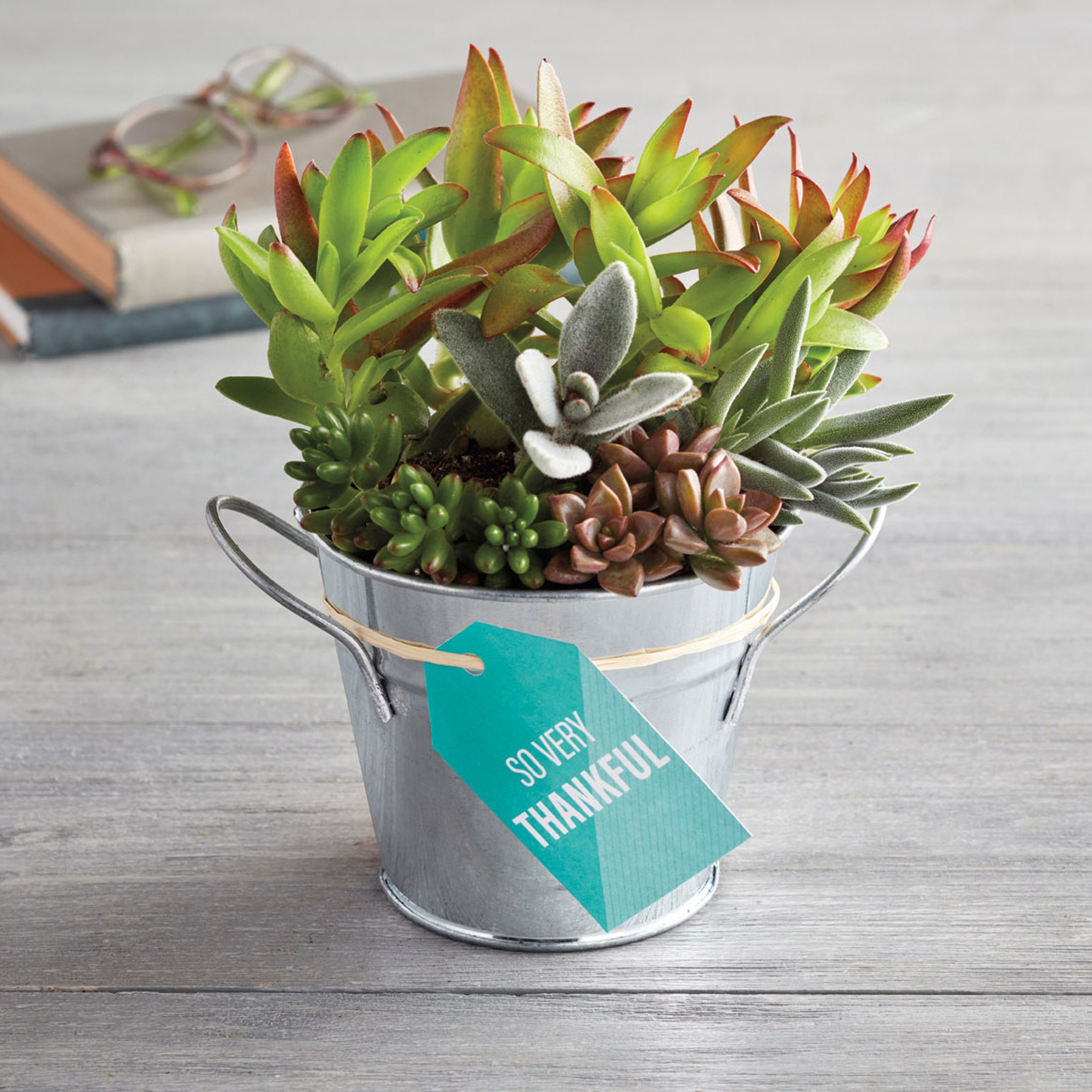 thank you succulent gift for nurses day