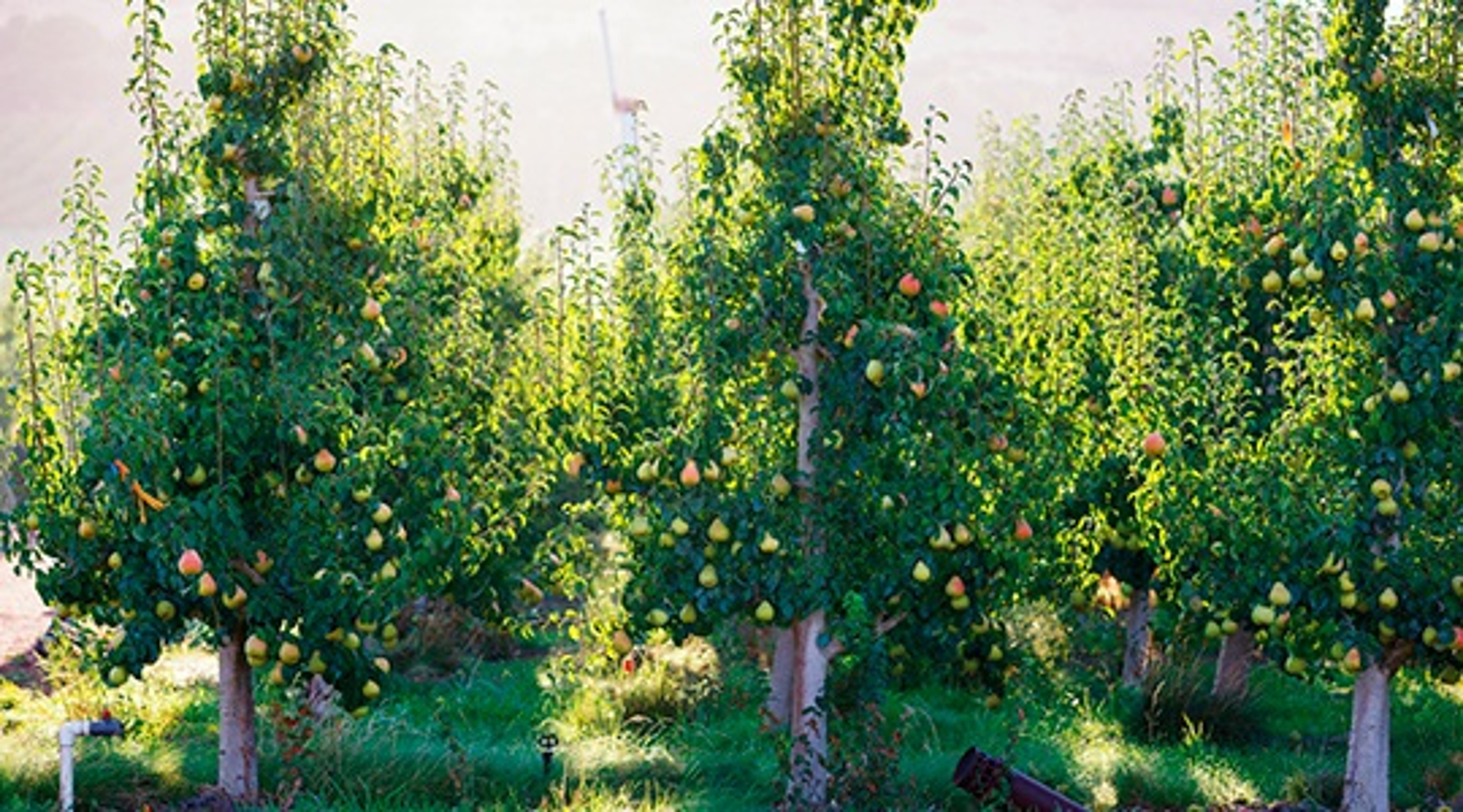 Pear tree orchards in spring photos, images from Harry & David