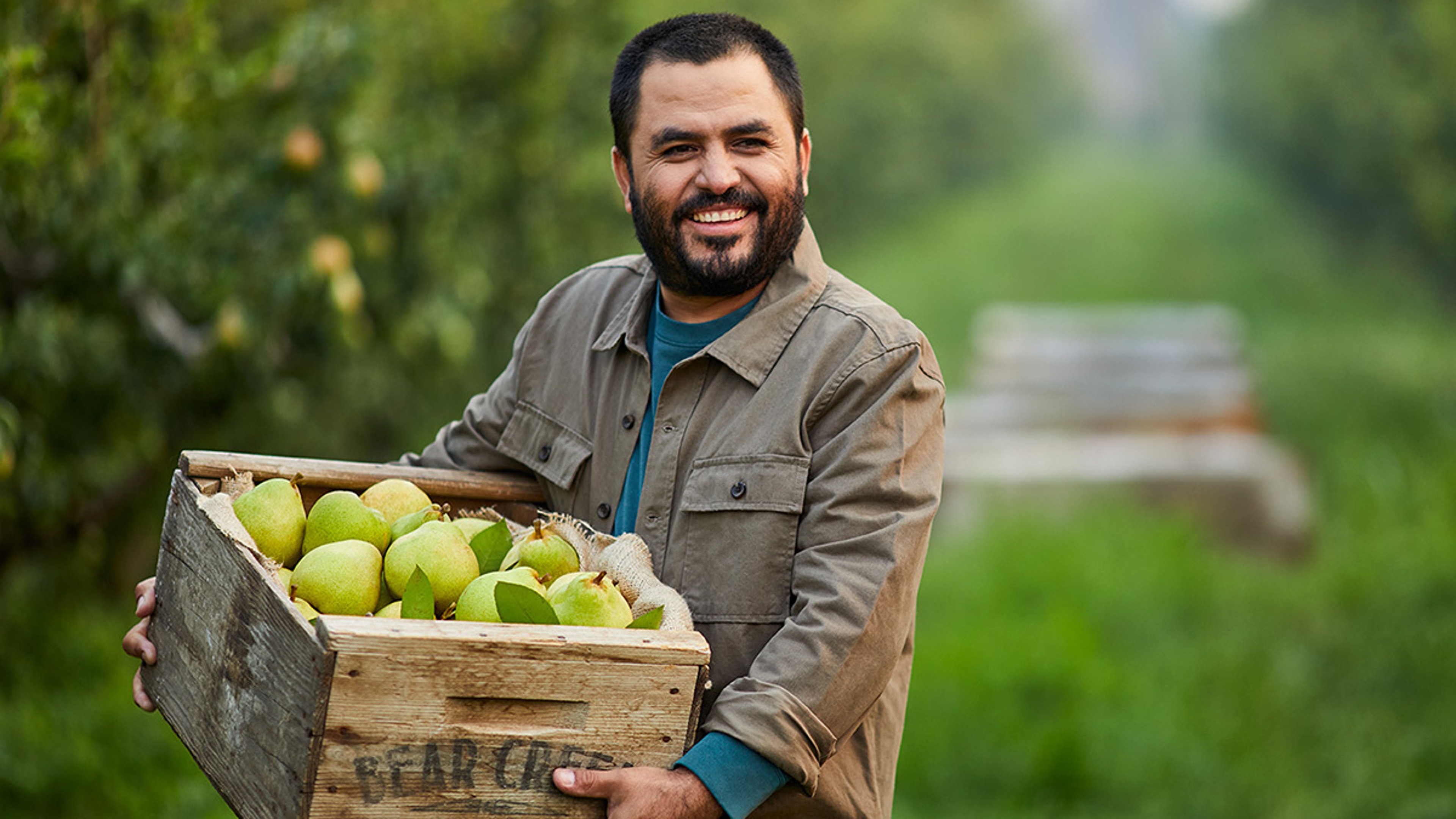 facts about pears image   man holding a crate of pears in the orchard