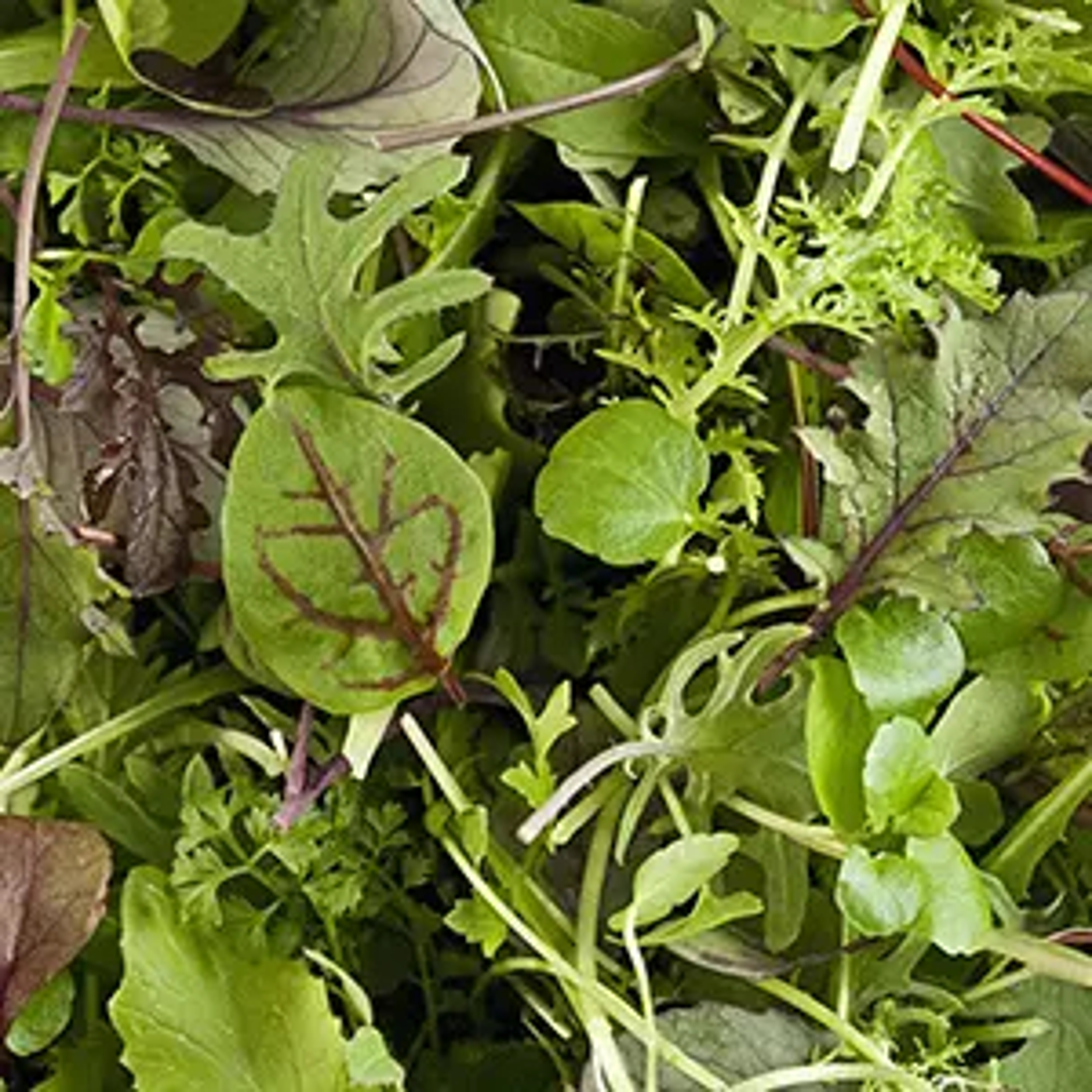 Leafy greens of spring mesclun upclose