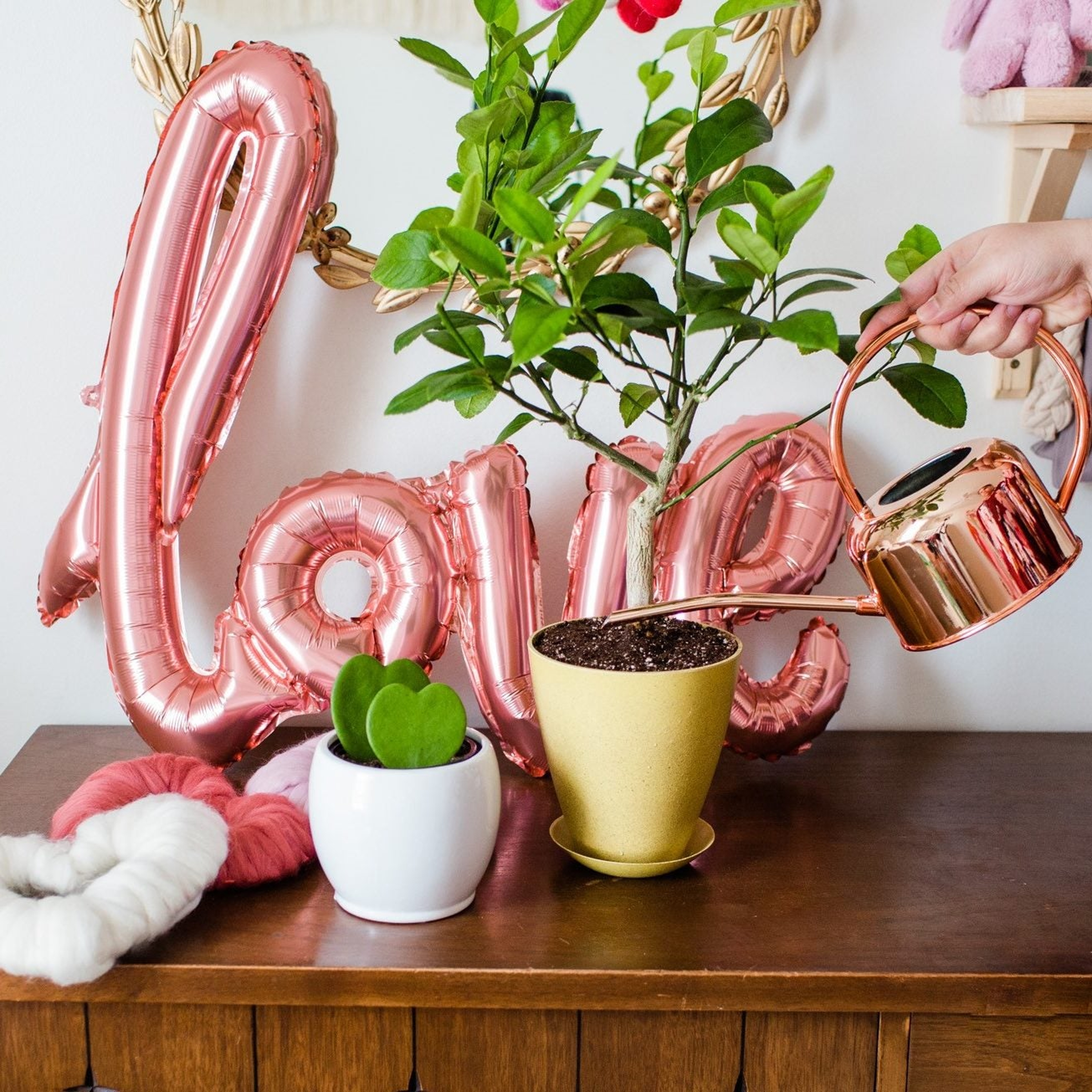 Person watering Hoya Heart and Olive Tree with a Copper Watering Can