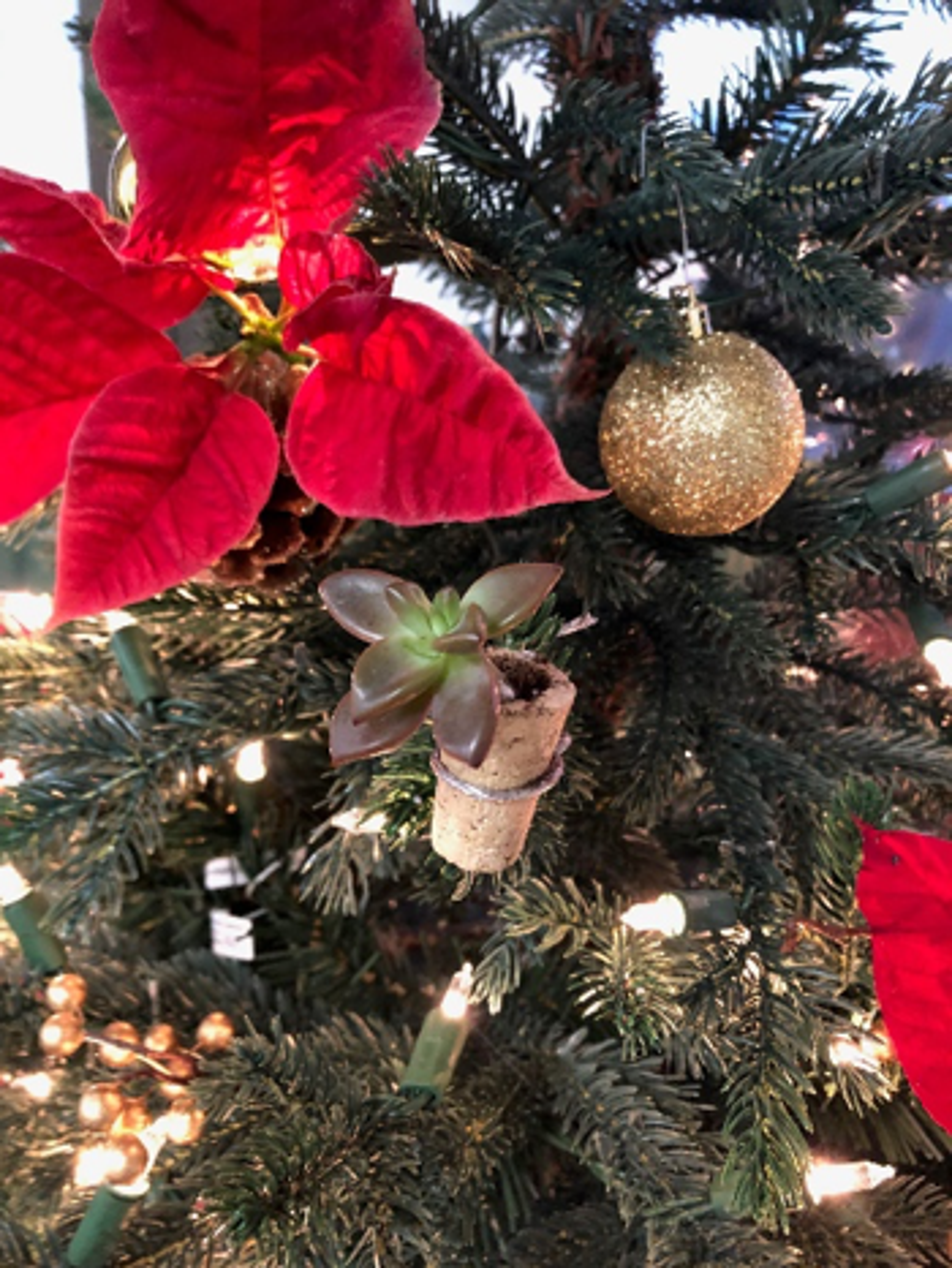 Example of the succulent cork planter completed and hanging on the tree