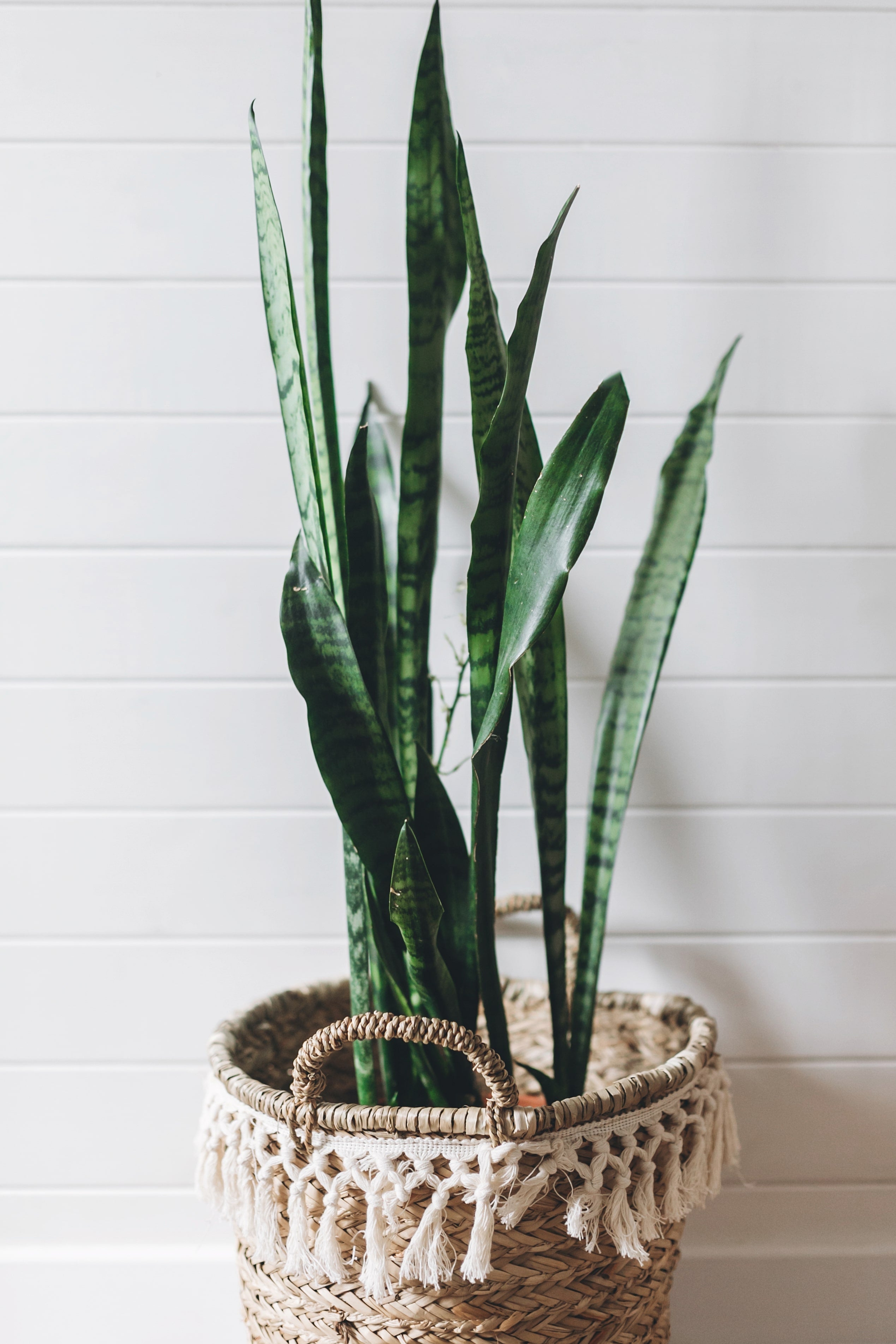 One of our teams favorites in the office and at home! The Snake Plant  Sansevieria  is really SO easy to care for. Find it at plants.com