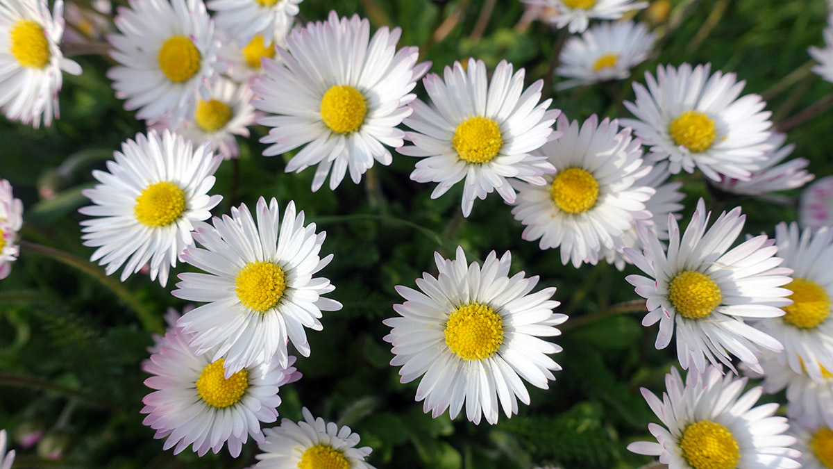 Gänseblümchen Bellis perennis , Maßliebchen, Tausendschön