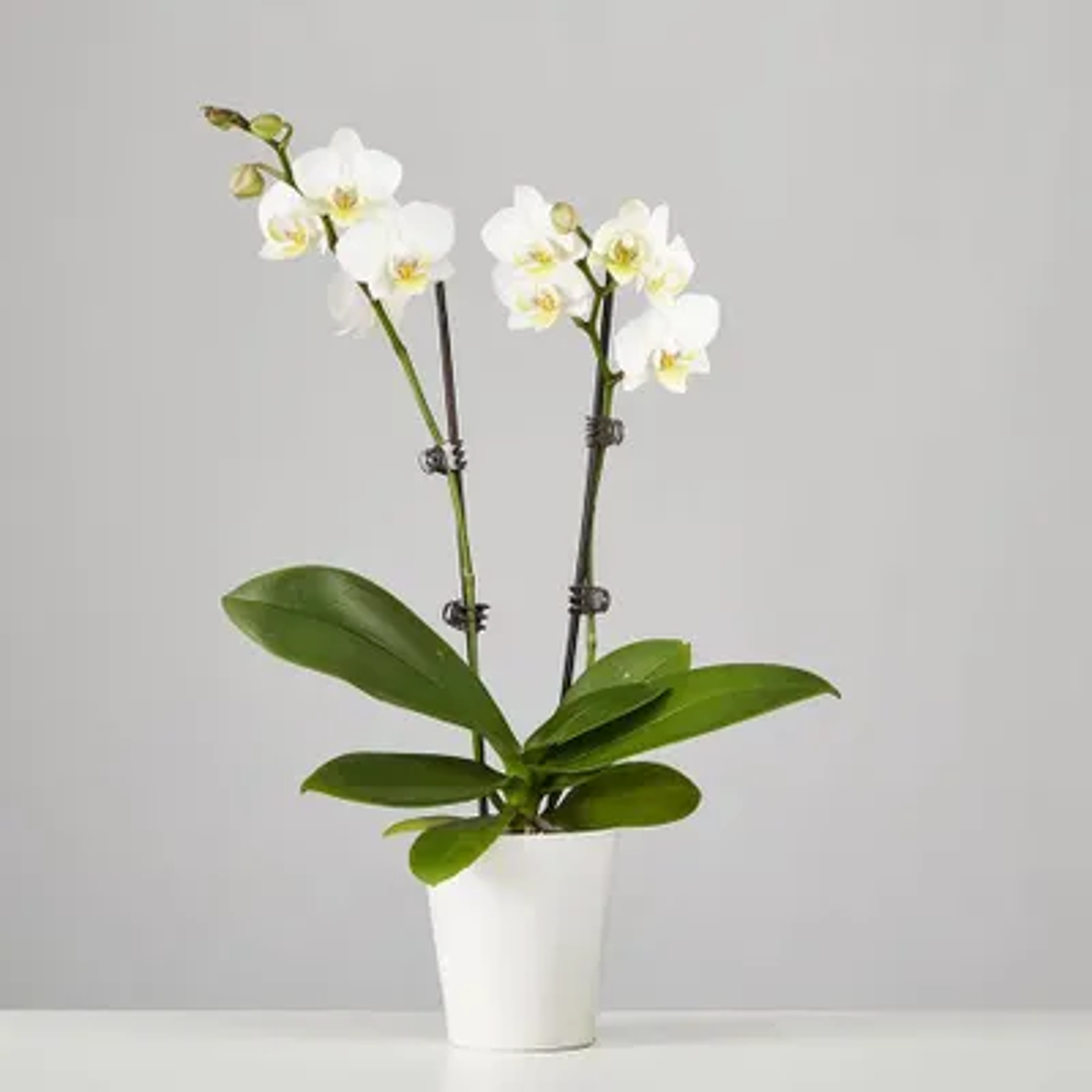 Large Phalaenopsis Orchid: White