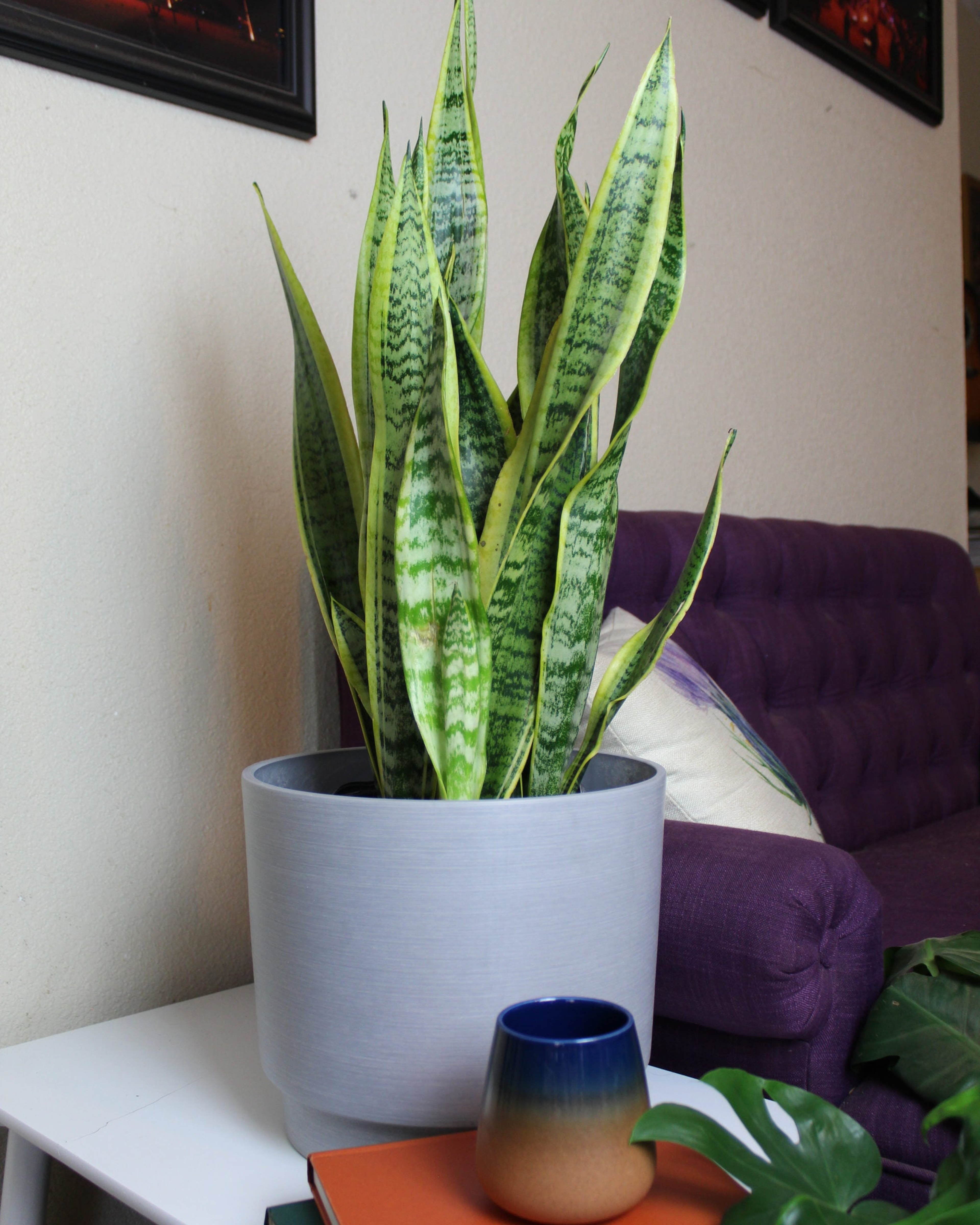 Snake Plant in a pot on a side table