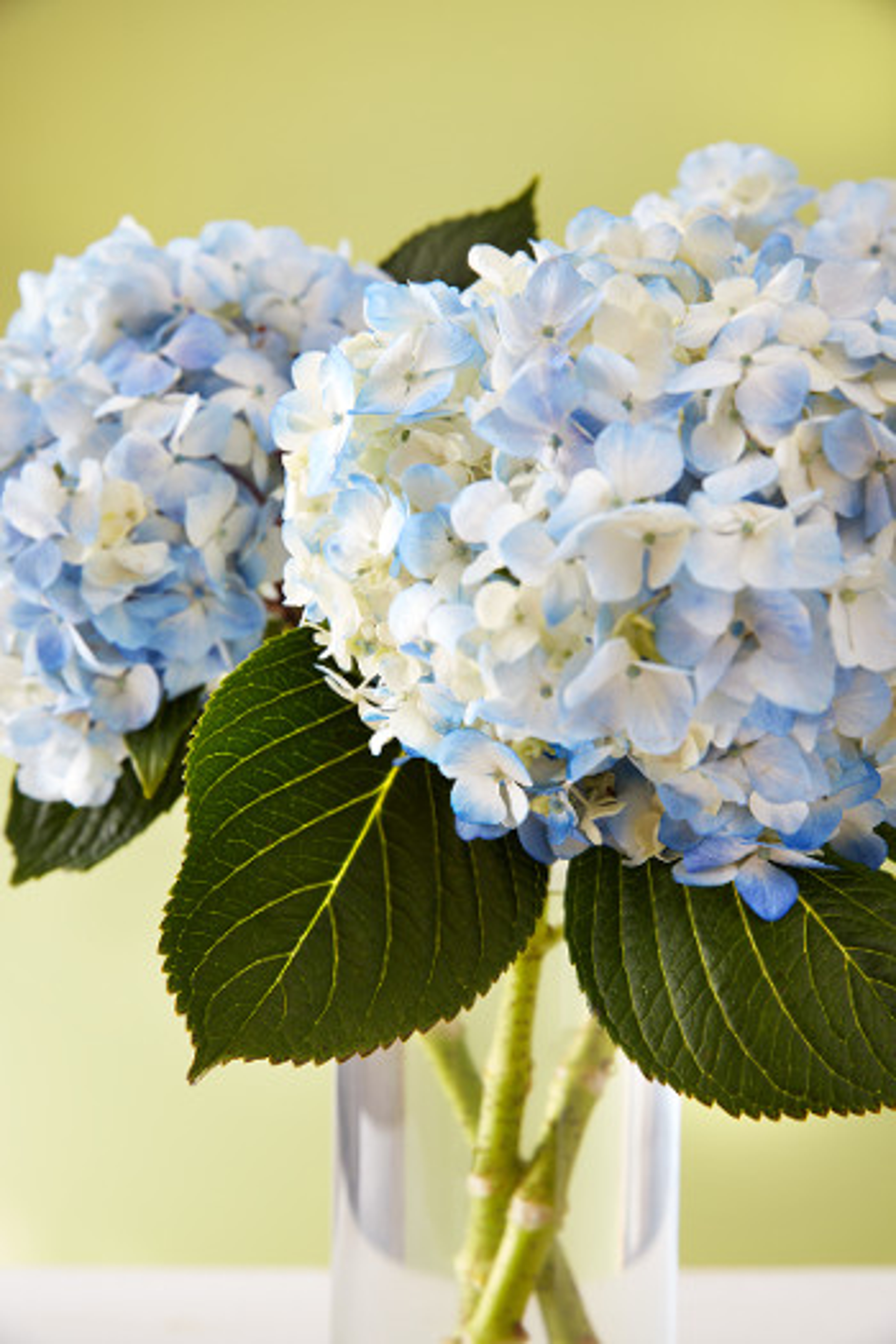 blue hydrangea