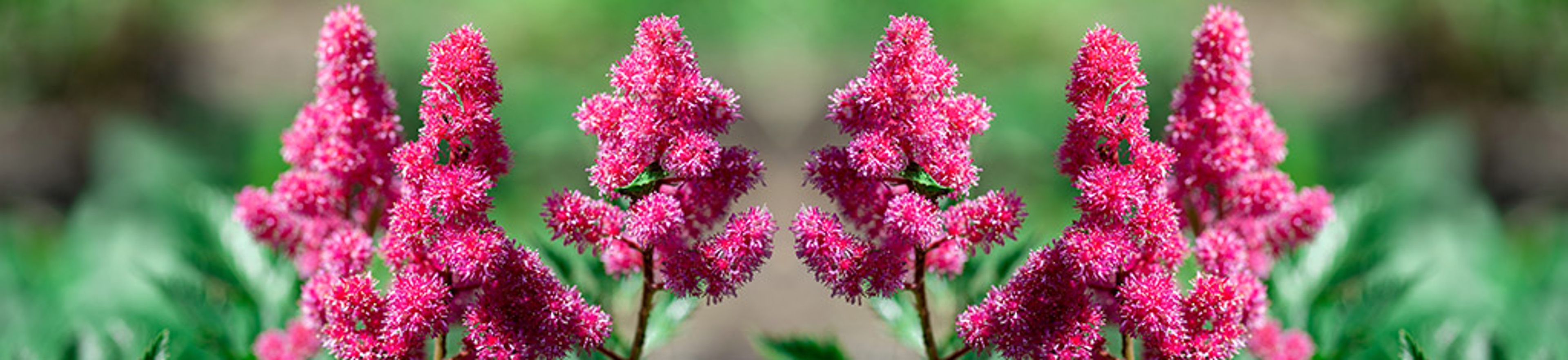Astilbe flowers. Blooming summer flowers in garden. Pink Astilbe flowers background on green close up. Long format with copy space