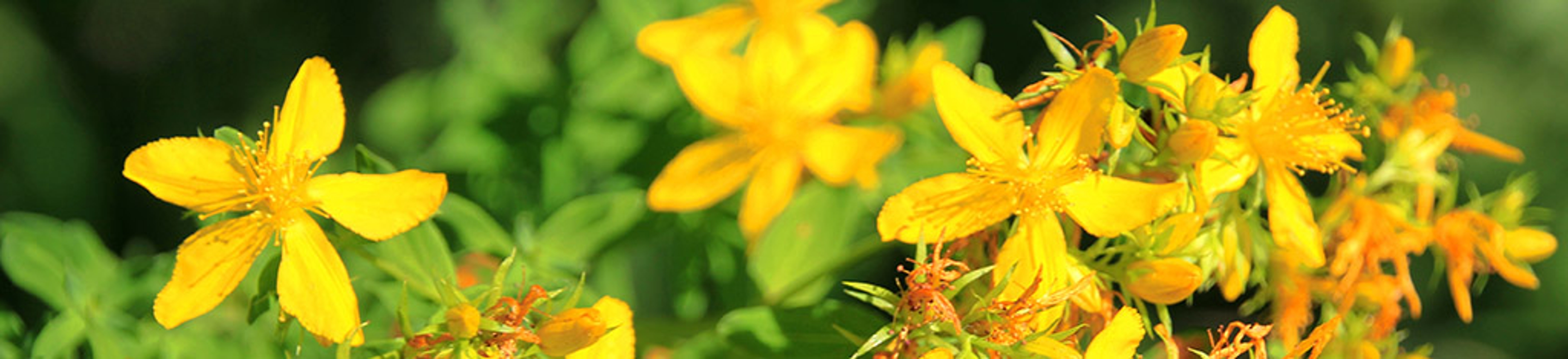 Yellow St. John's Wort