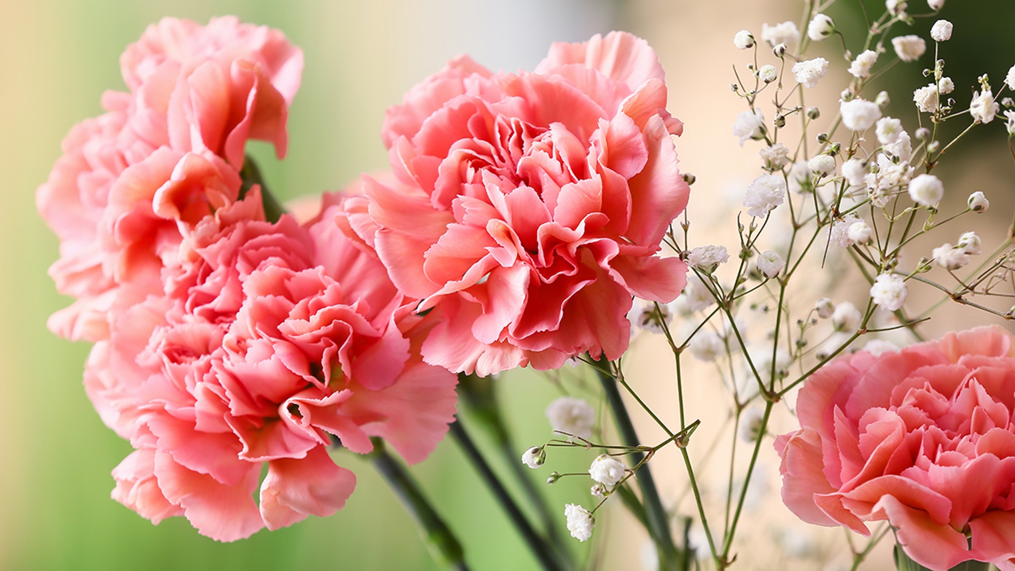 9 Carnation Facts to Inspire You | Petal Talk