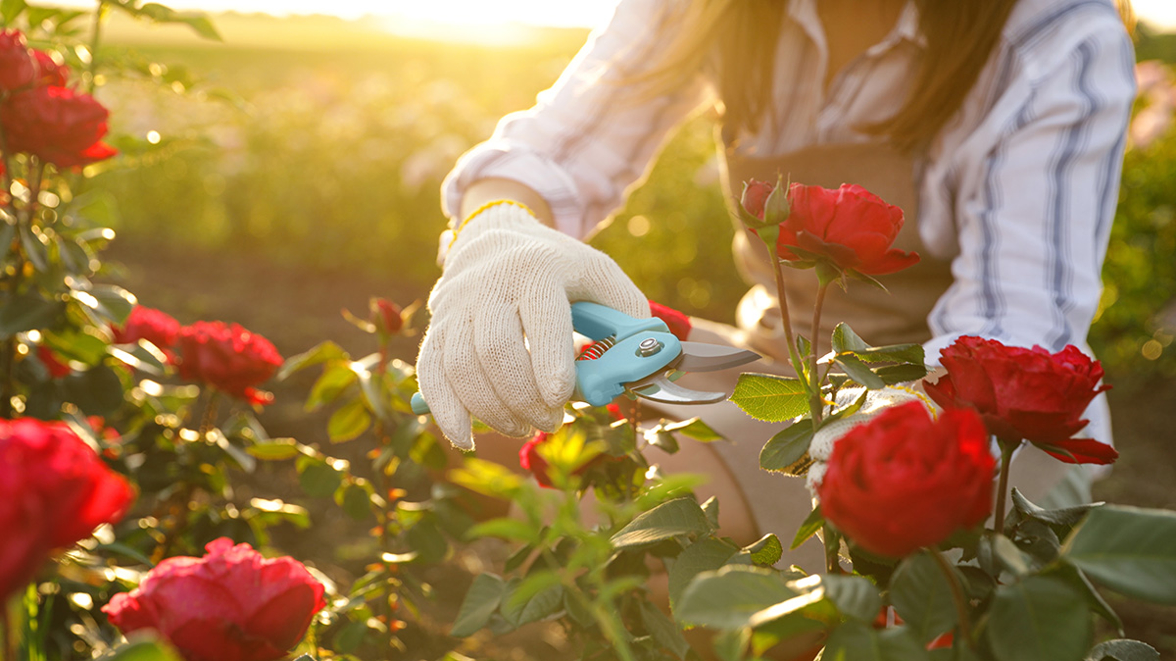 Article Cards Featured Image woman cutting red rose