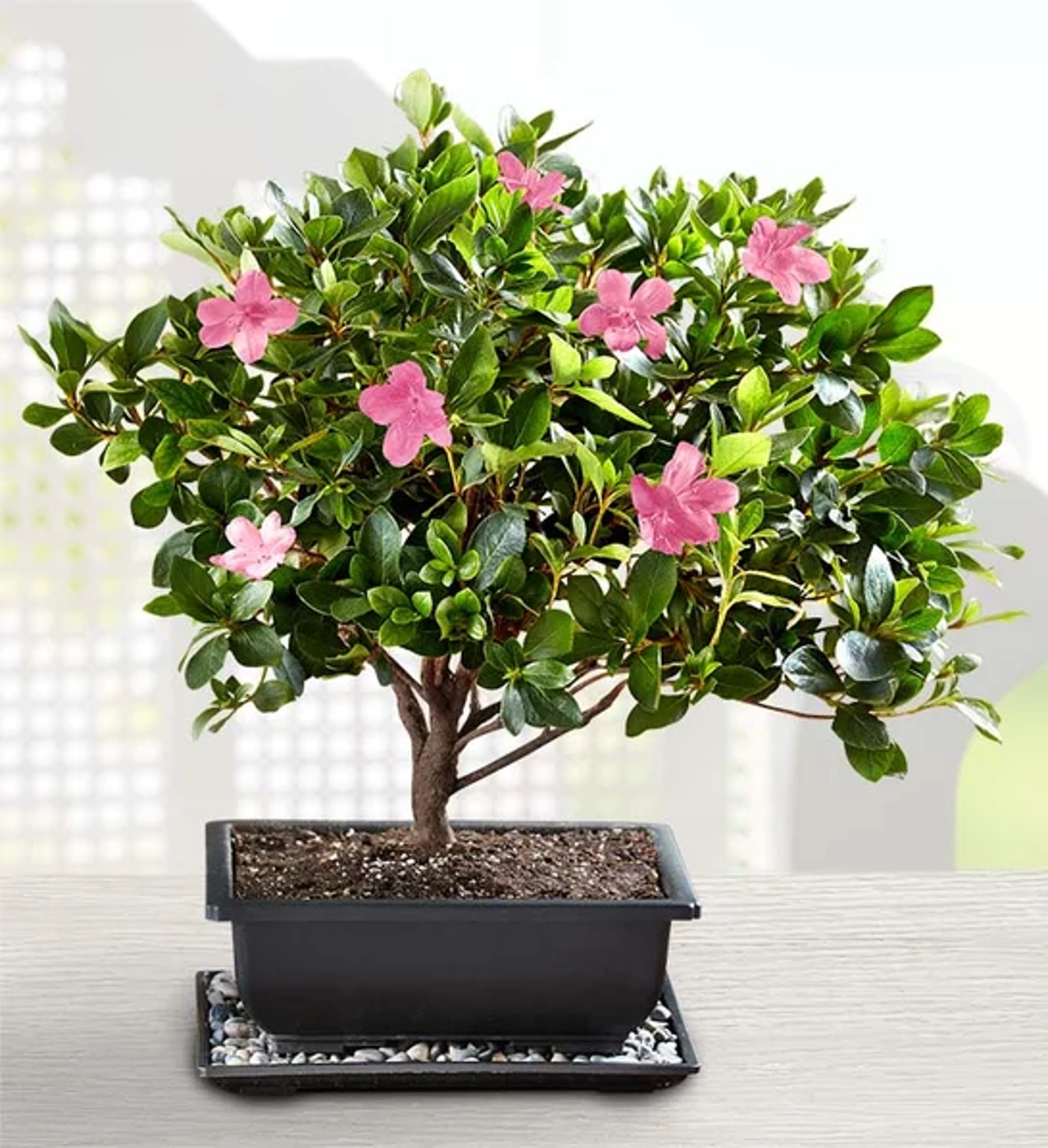 types of bonsai trees Azalea Bonsai
