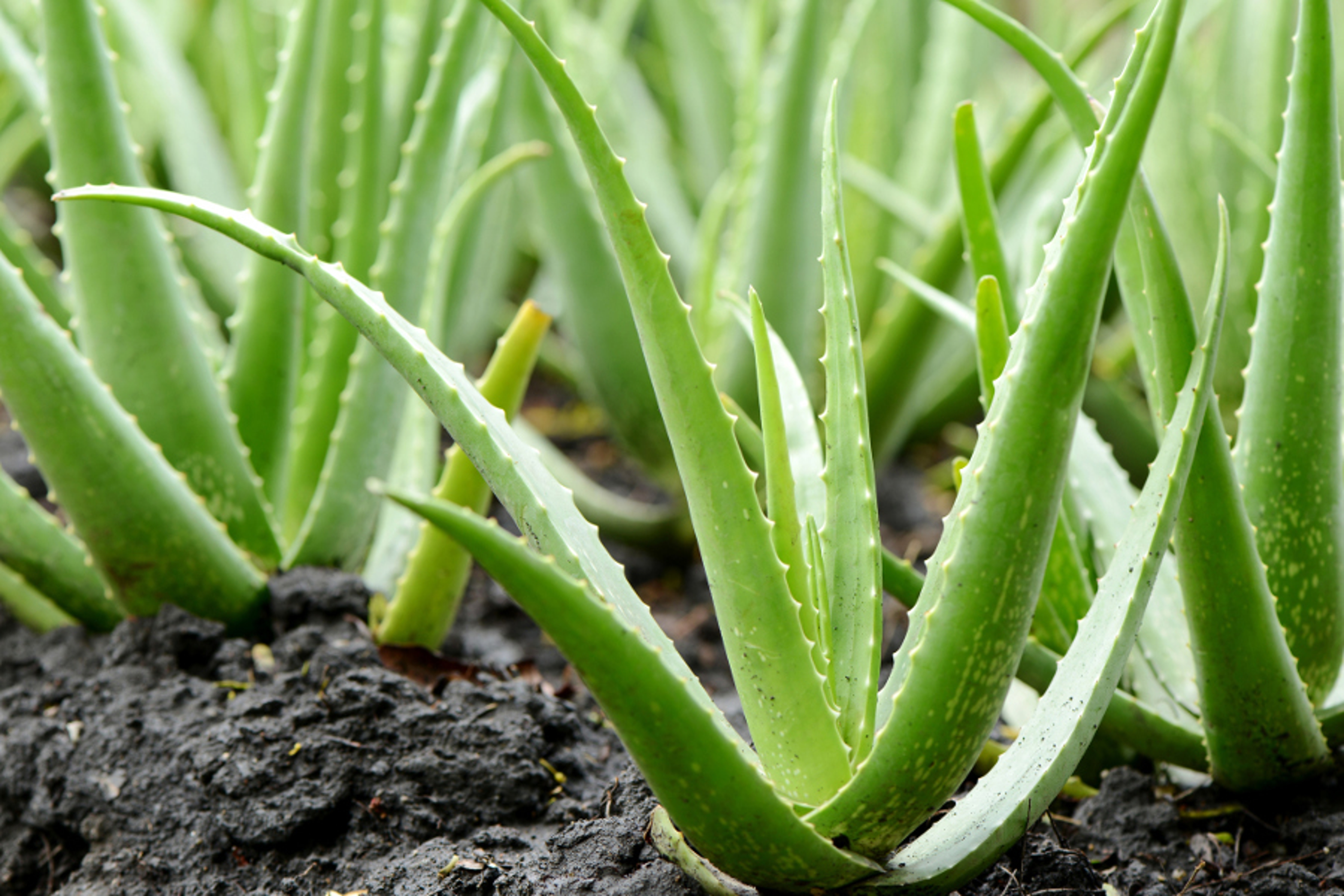 aloe vera