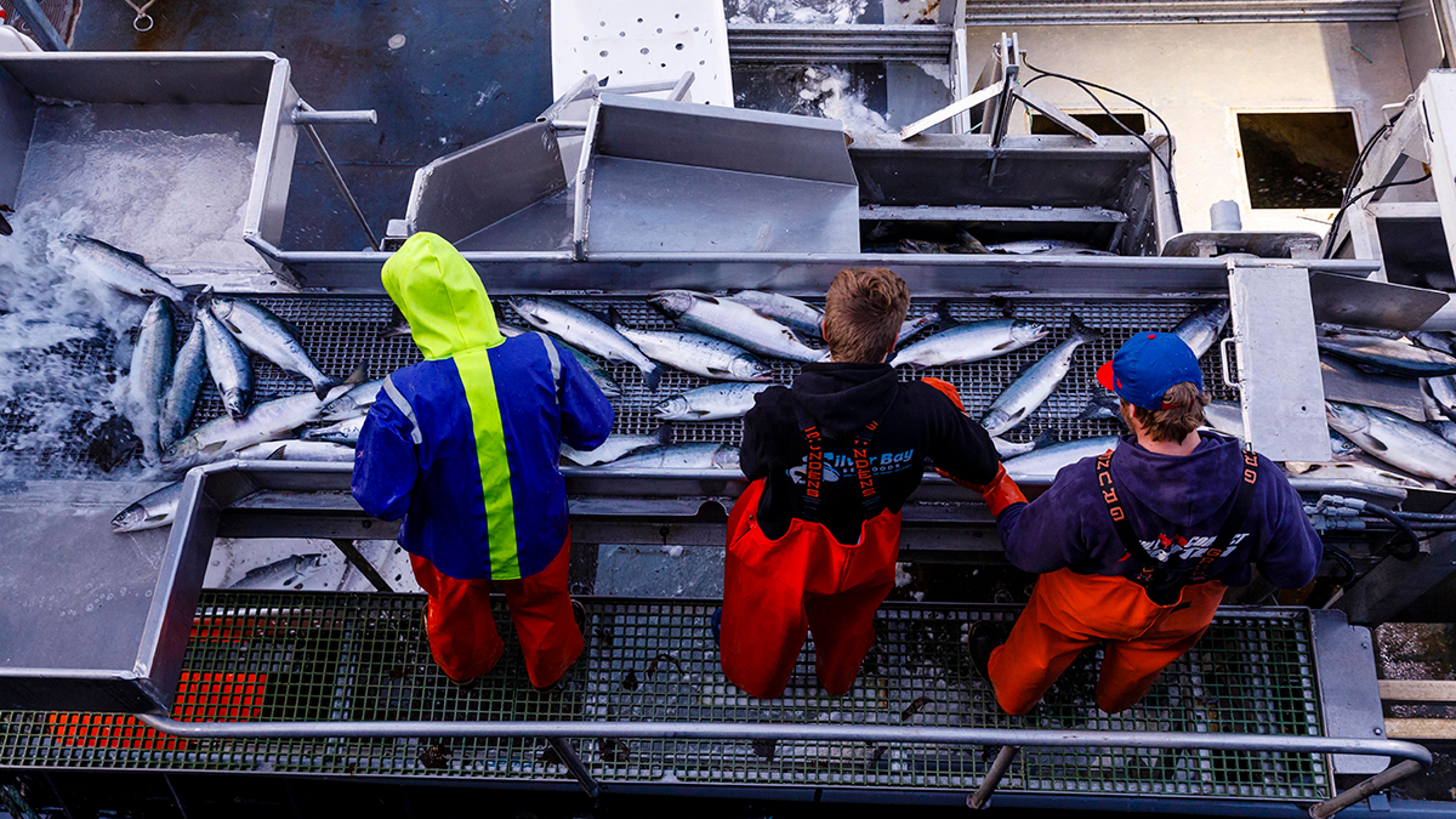 Seafood sustainability with fishermen cleaning fish on a boat.