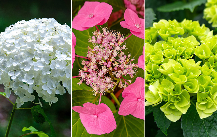 6 Kinds of Hydrangeas Hydrangea Care Tips Petal Talk