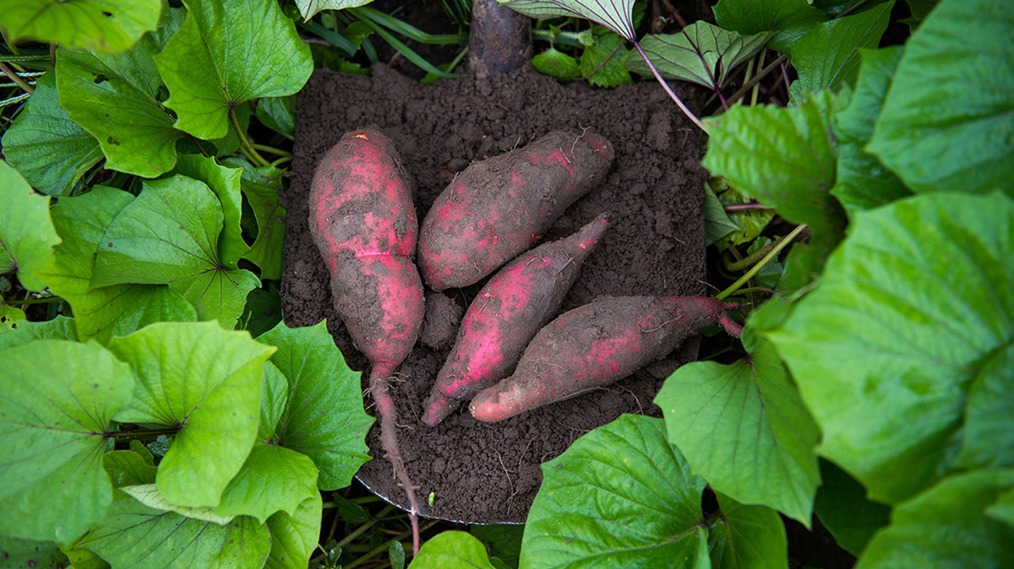 sweet potatoes hero