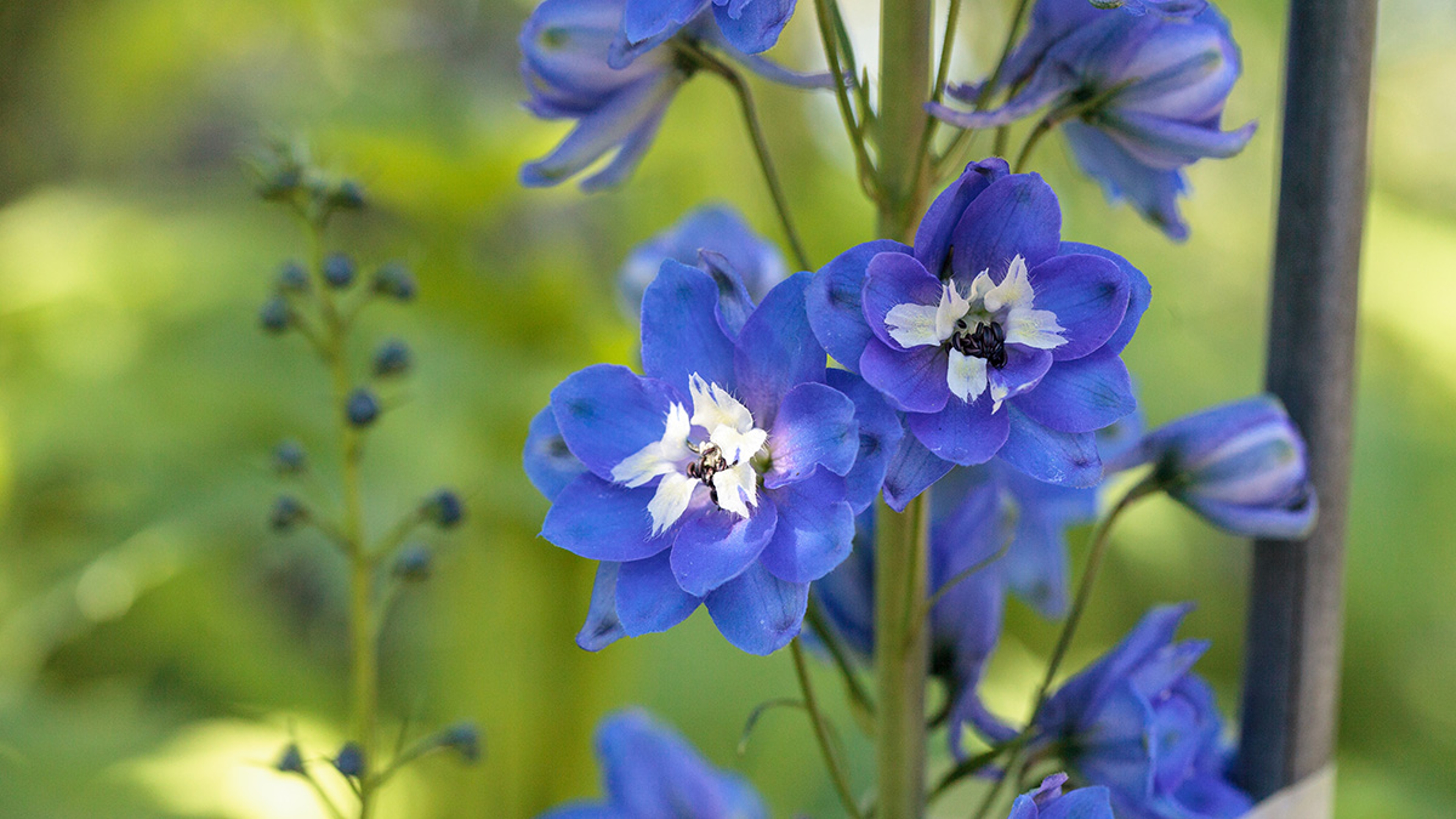 Purple, blue and white larkspur flower known as Delphinium blooms in a garden in spring