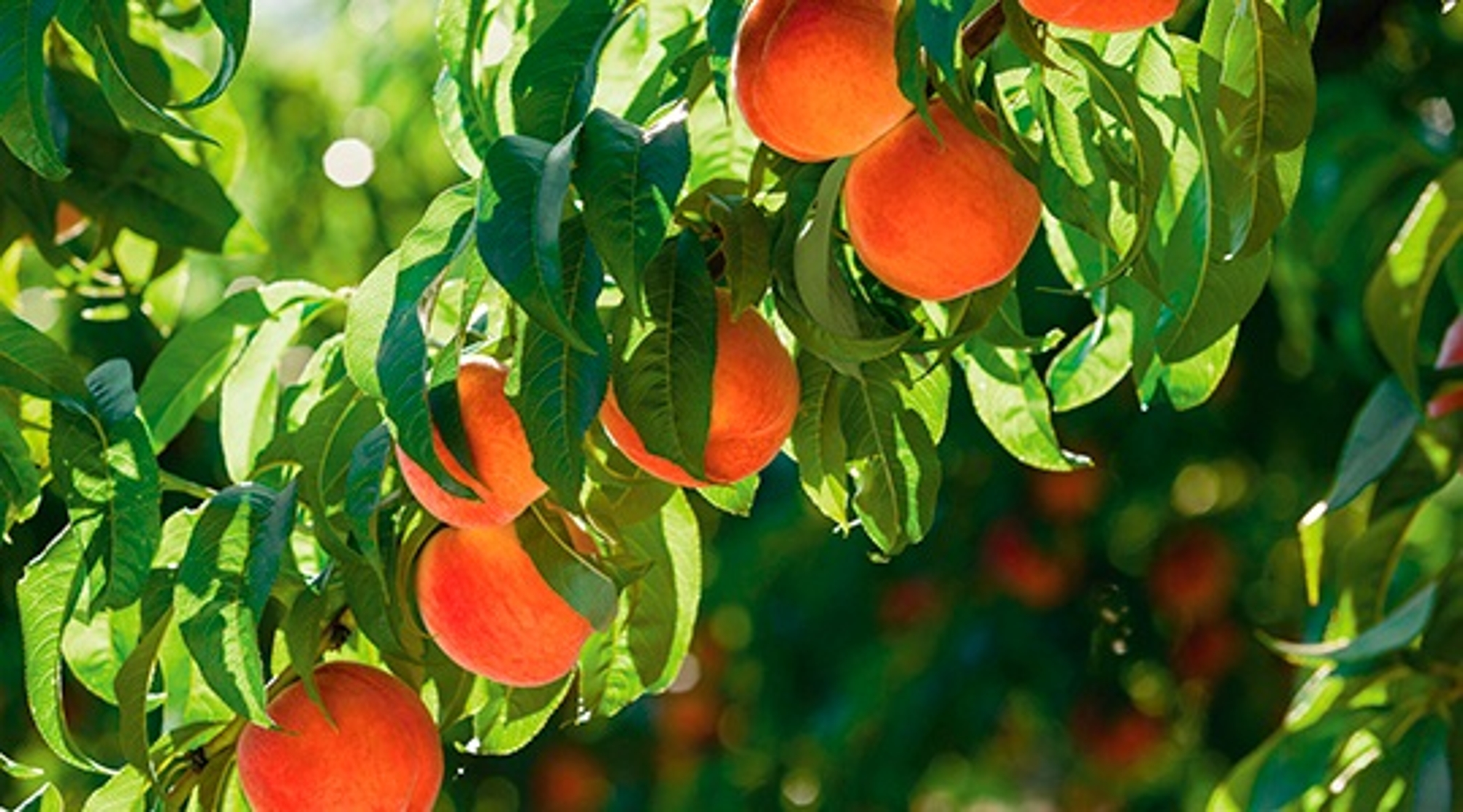 peaches on the branch photos, images at Harry & David