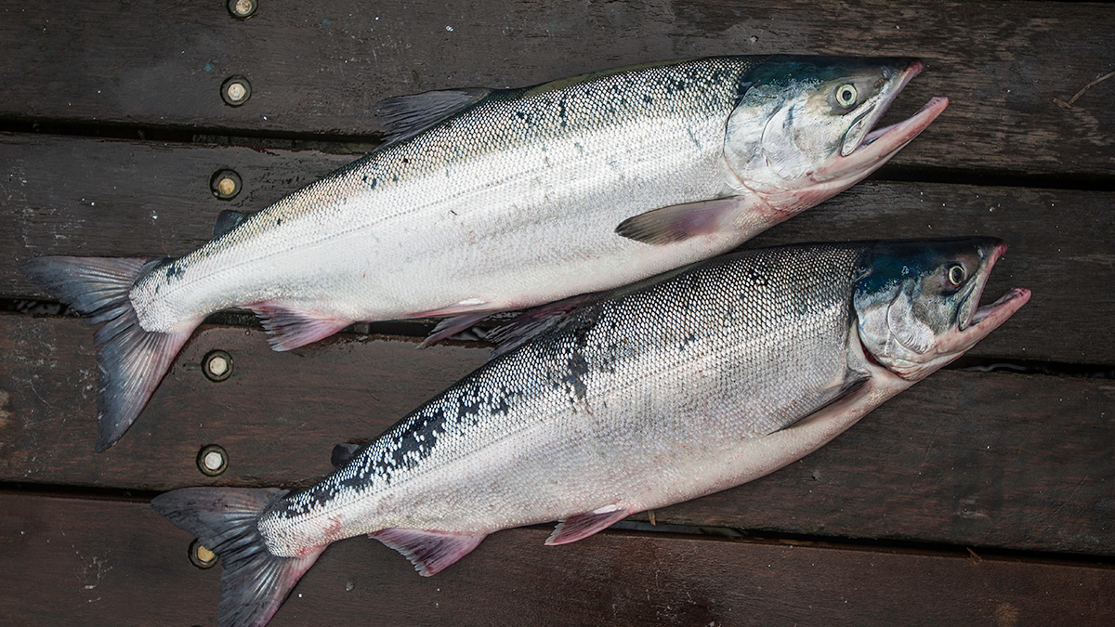 Questions about salmon with two salmon laying on a dock.