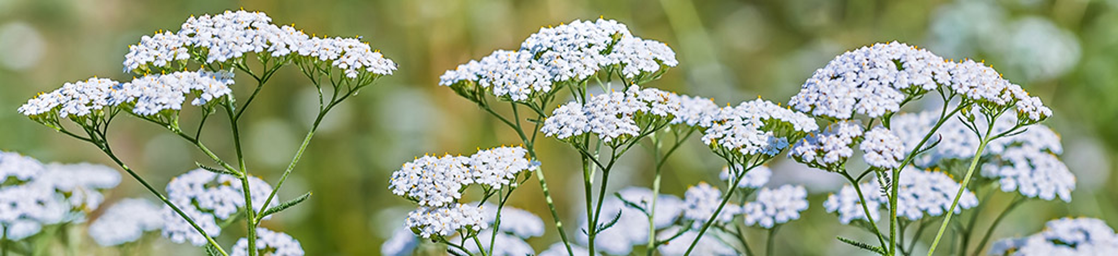 Medicinal perennial herb Yarrow ordinary Achillea millefolium