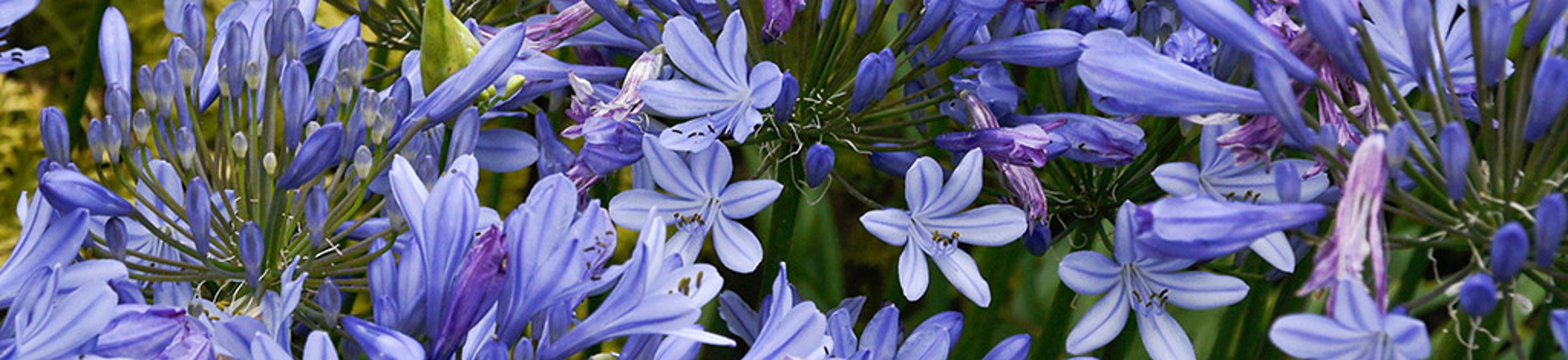 Blue agapanthus plant in bloom