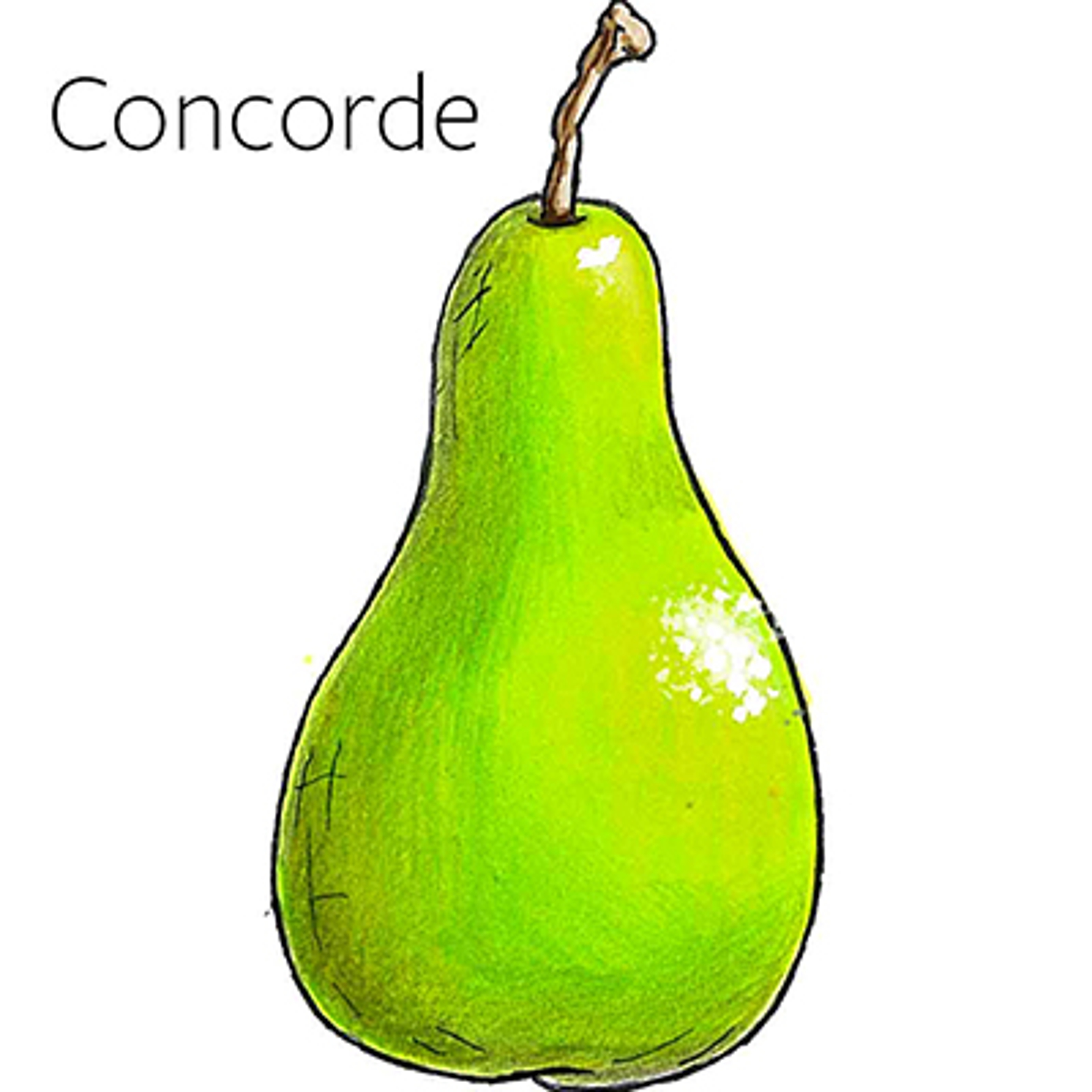 types of pears Concorde