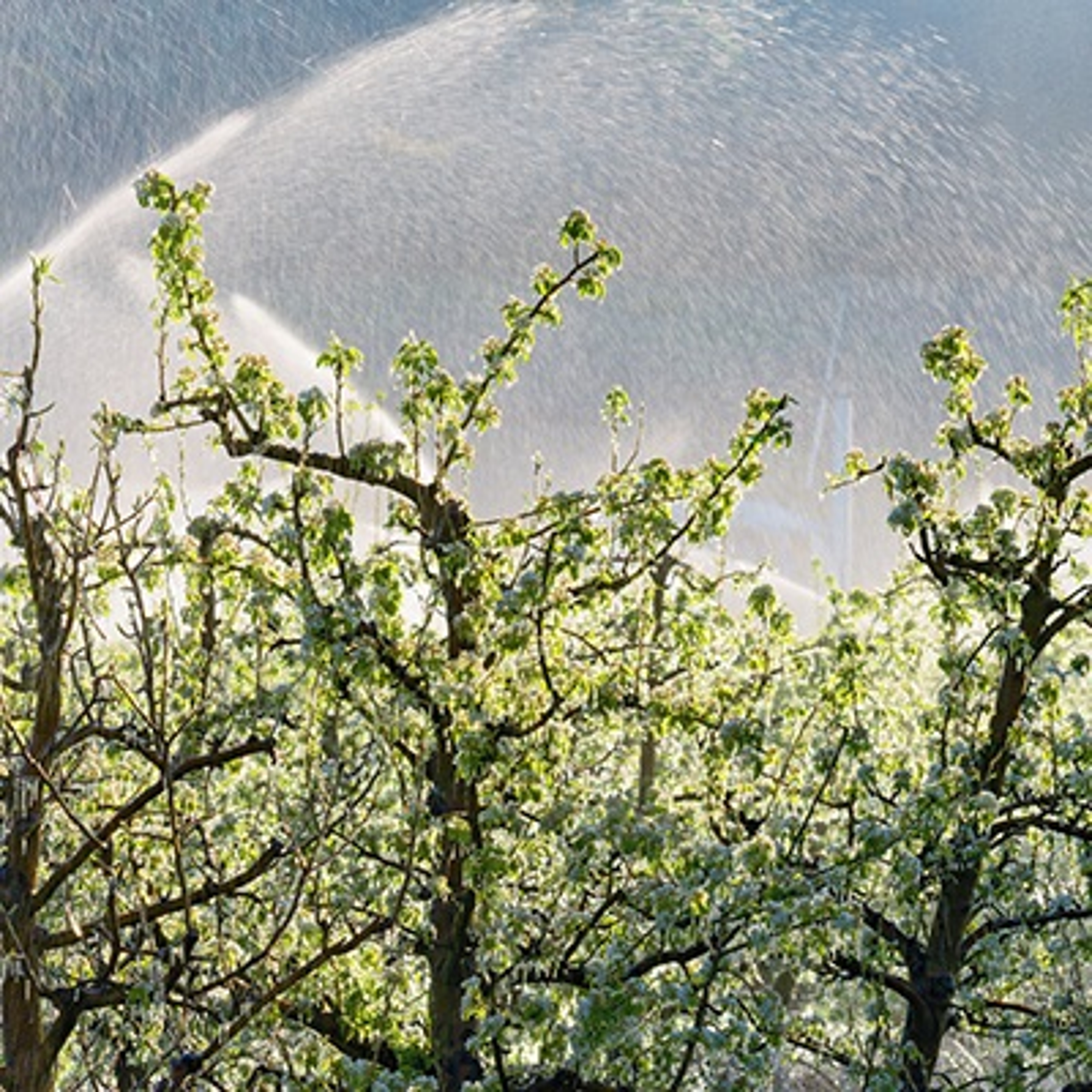 Harry & David Fruit protection Sprinkler systems create ice to protect pear trees from sub freezing temperatures.