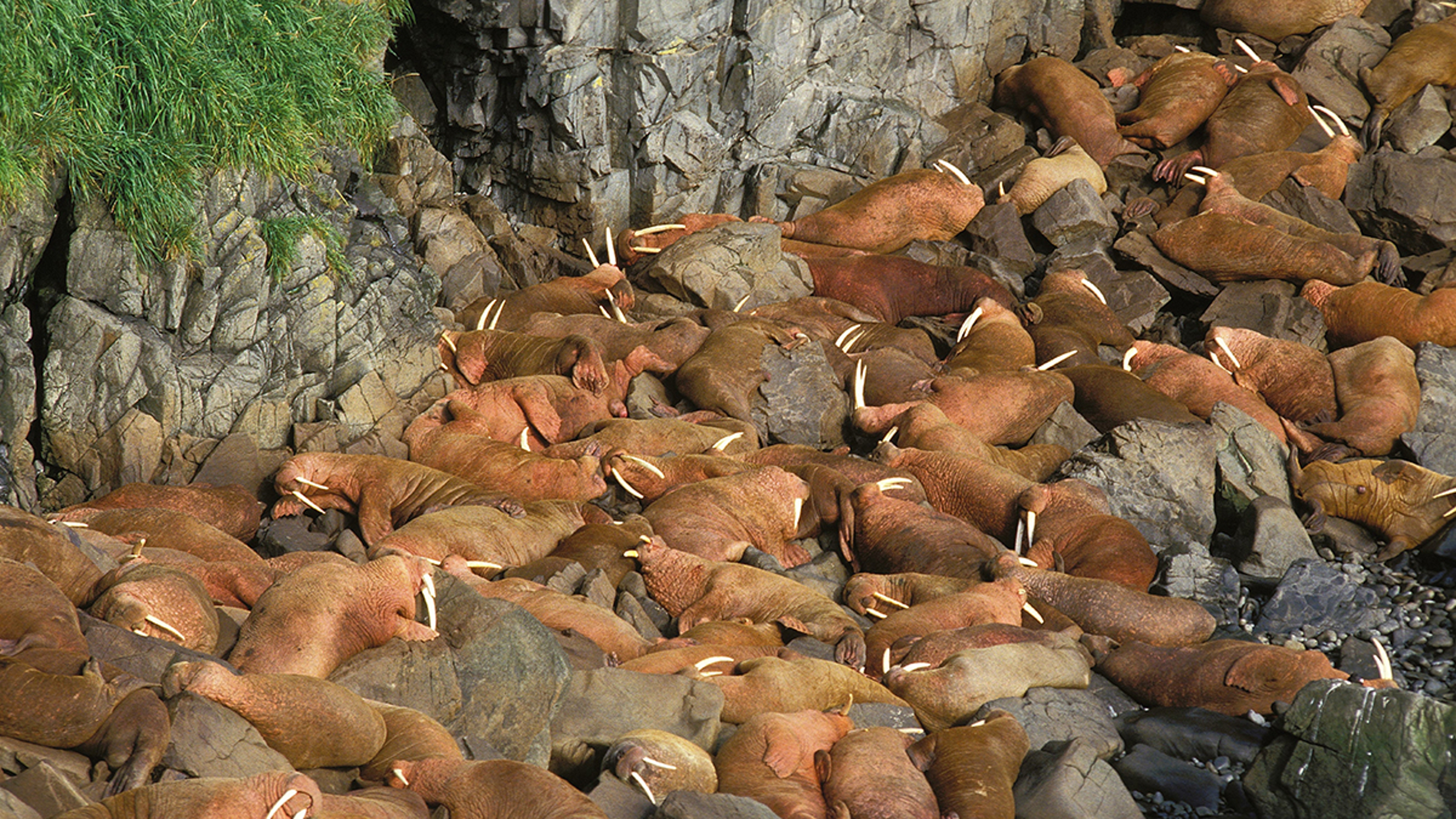 A group of walrus's lying on rocks on an island.