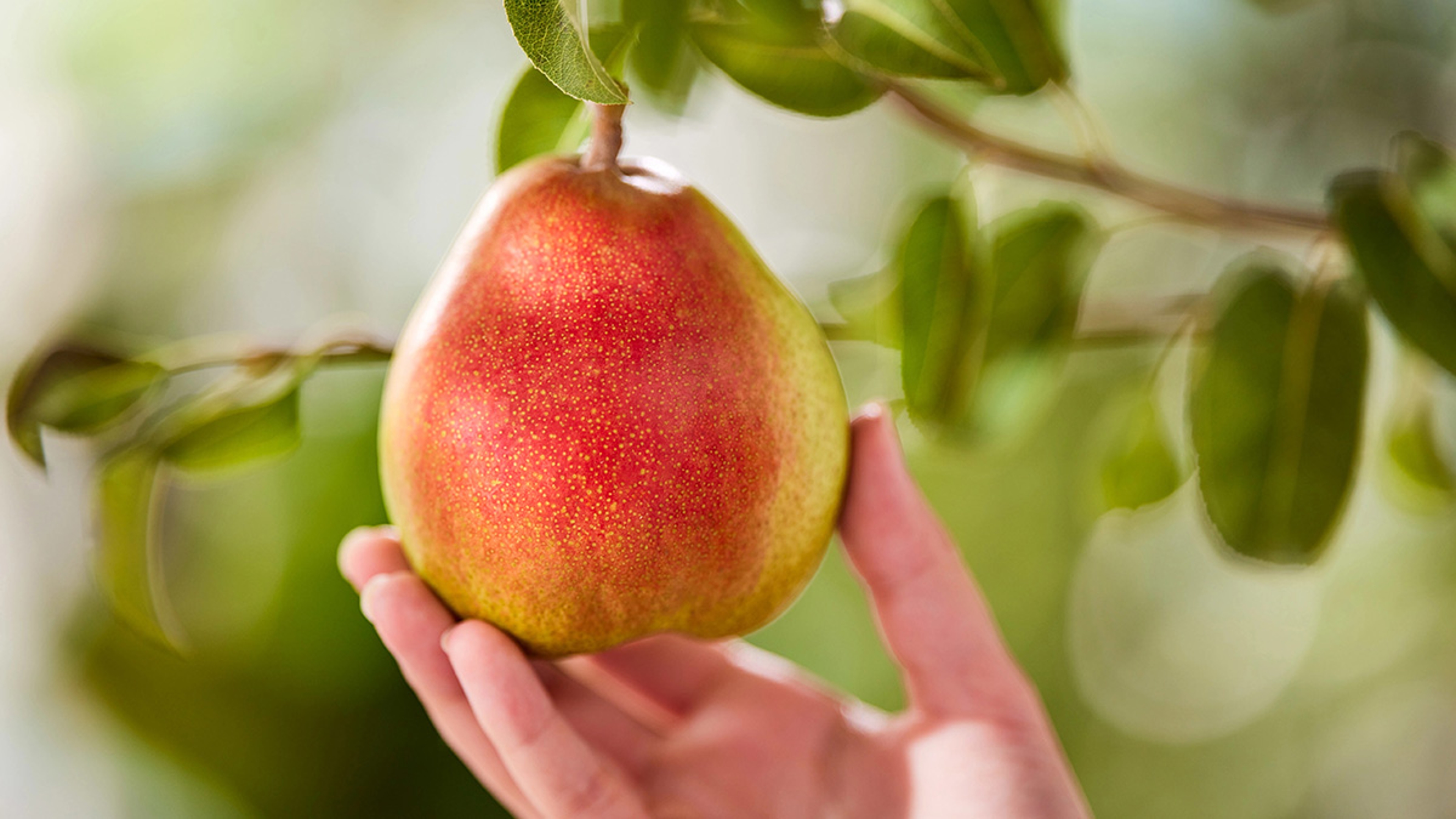 A hand picking a pear off a branch.