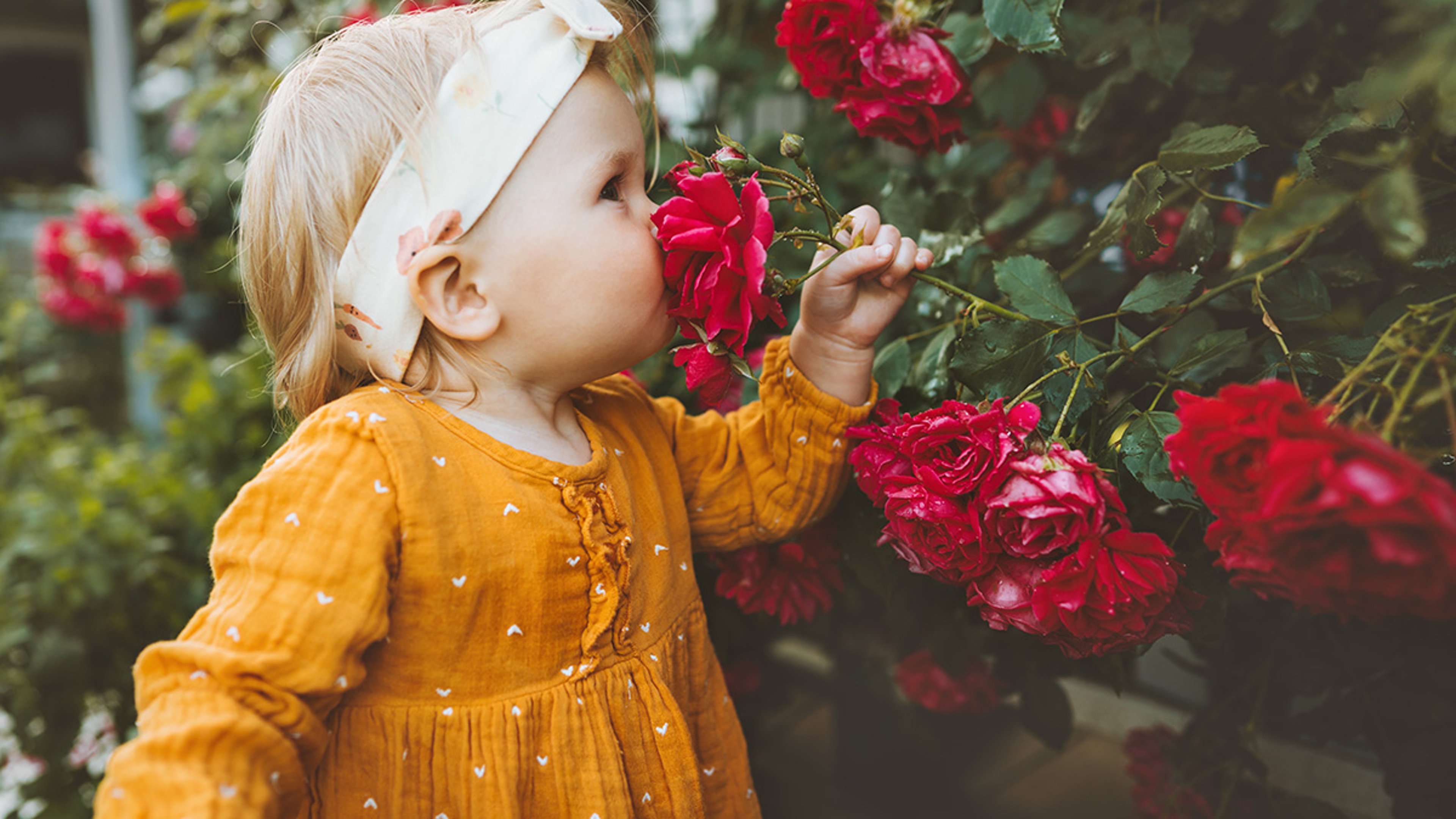 Child girl smelling flowers red roses in garden childhood baby summer lifestyle aromatherapy harmony with nature