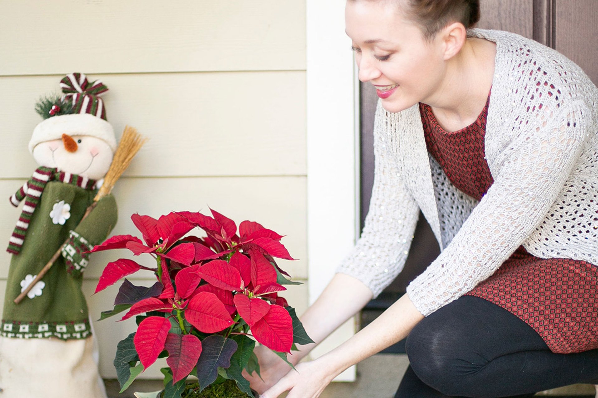 Poinsettia Care and Tips | Petal Talk