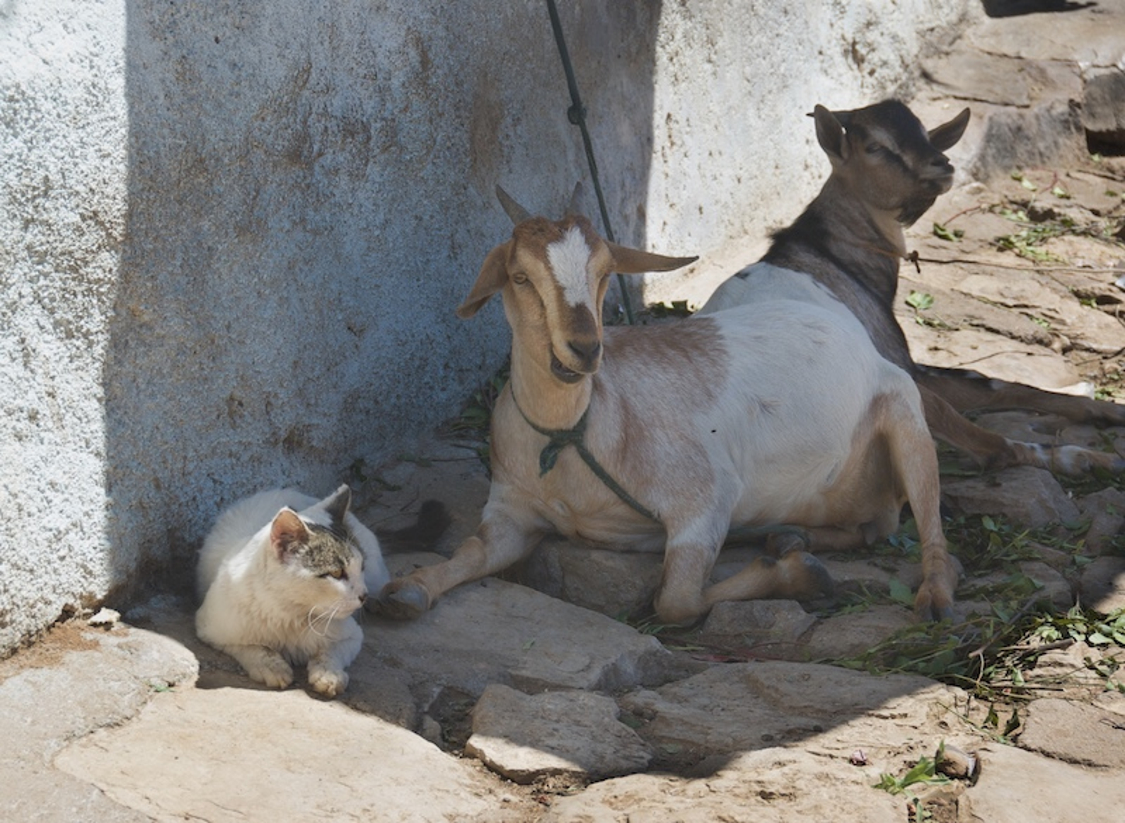 Interspecies friendships remind us that bonds of affection can be found virtually everywhere in nature.