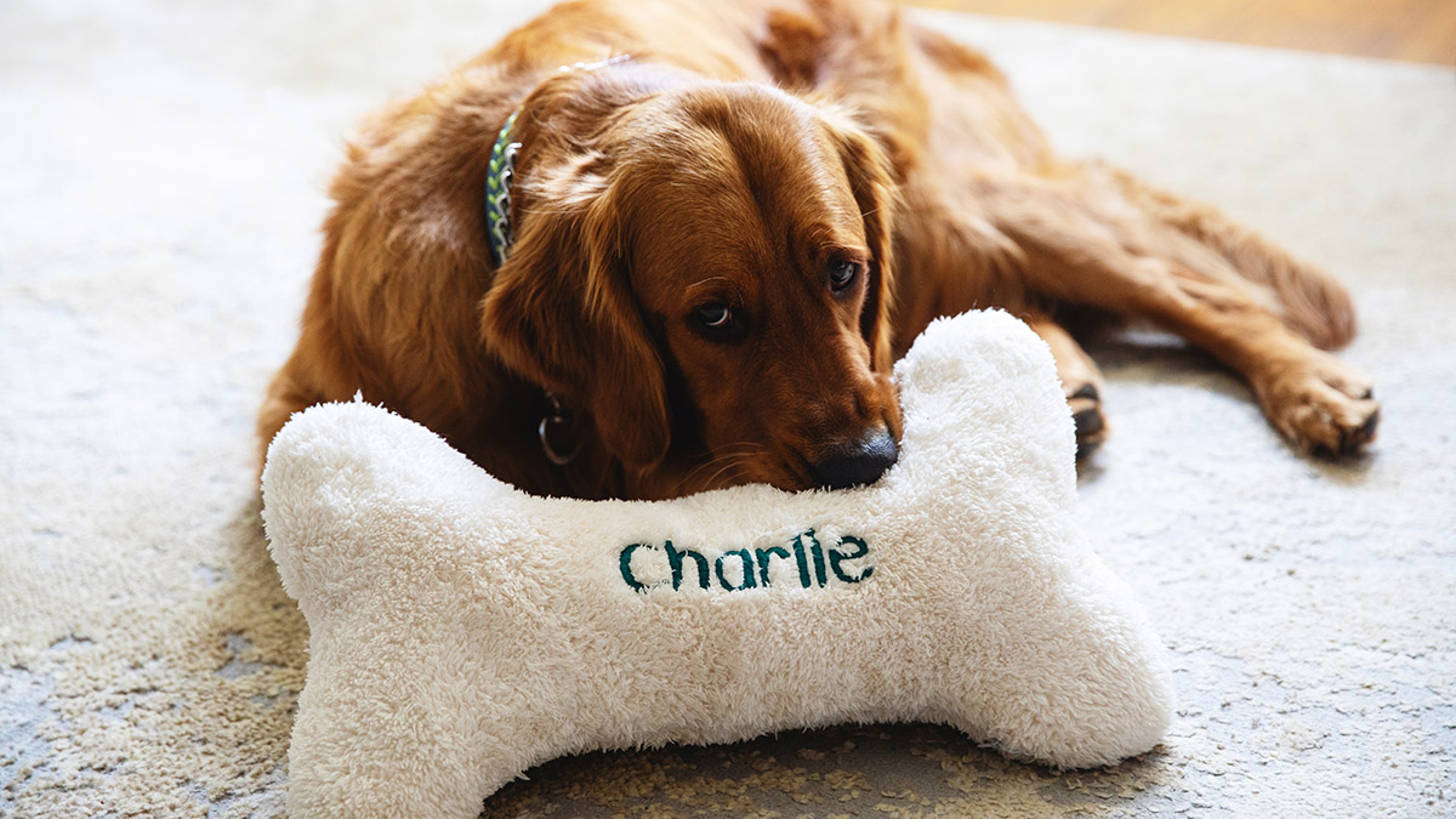 national dog day dog with bone pillow