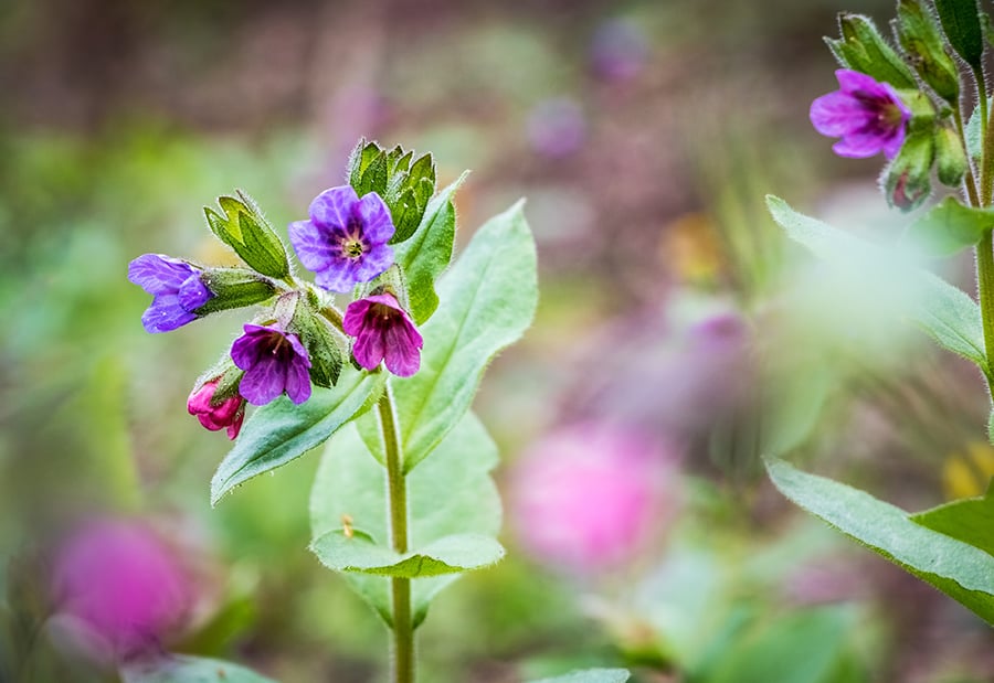 Flowering Pulmonaria officinalis also known as lungwort, Marys tears or Our Ladys milk drops blooming in early spring. Czech Republic, Europe.